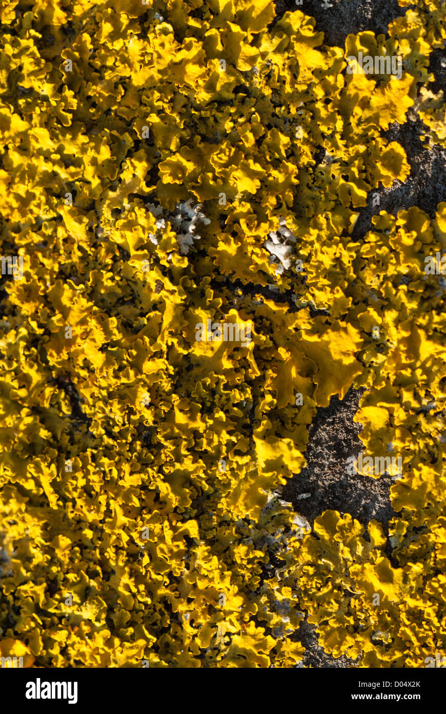 Close-up view of Lichens including bright yellow Xanthoria aureola growing on an asphalt roof in Cardiff. Stock Photo