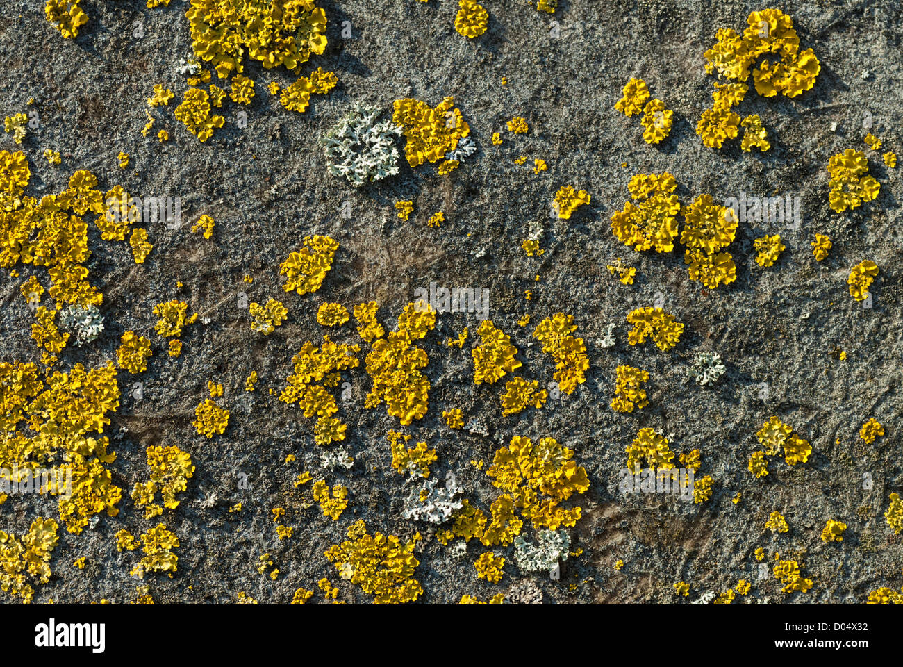 Lichens including bright yellow Xanthoria aureola growing on an asphalt roof in Cardiff. Stock Photo