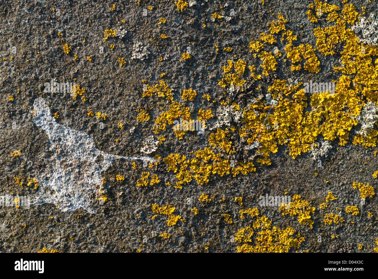 Lichens growing on an asphalt roof in Cardiff including bright yellow Xanthoria aureola, here with a splash of a bird dropping. Stock Photo