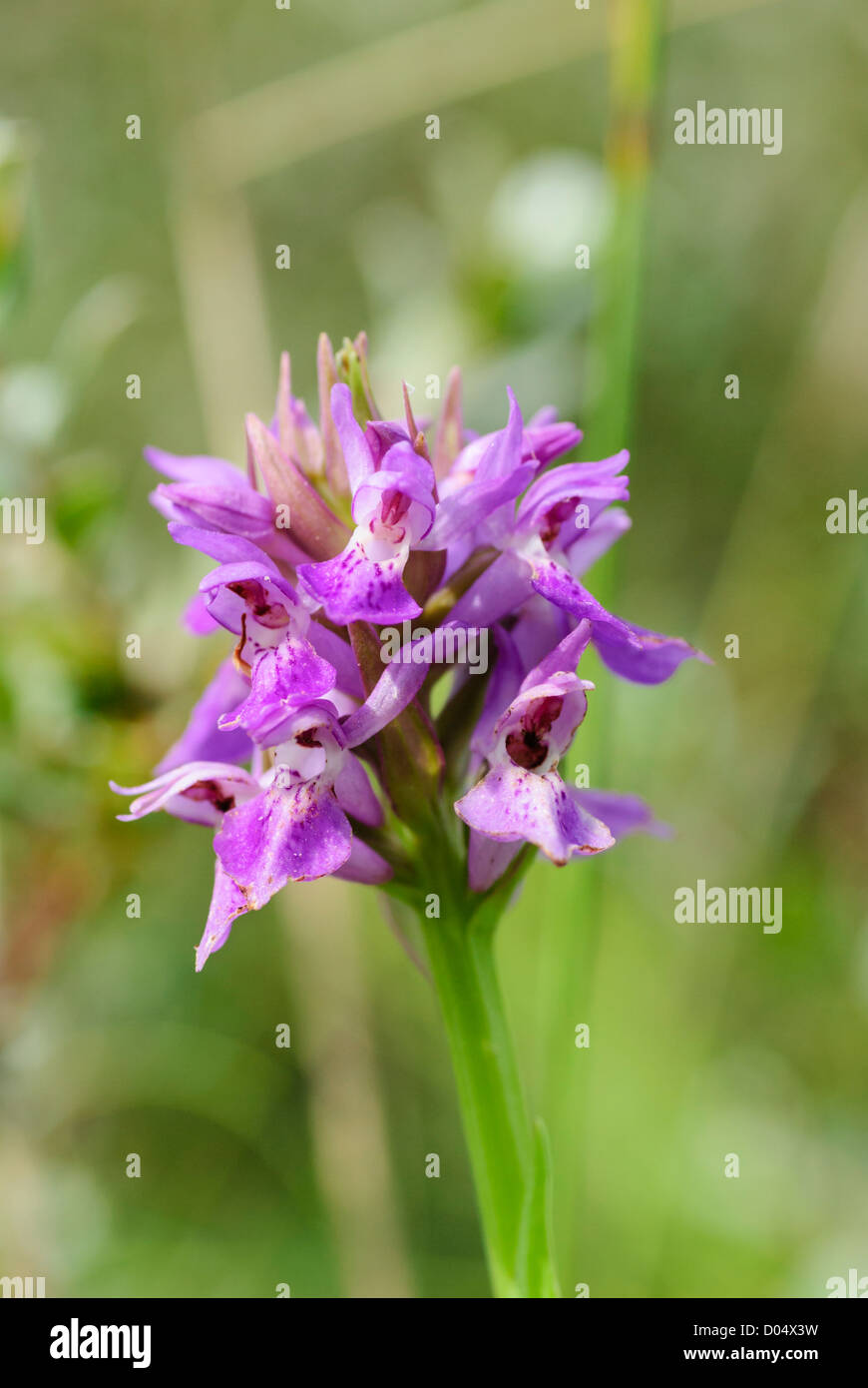 Northern Marsh Orchid, Dactylorhiza purpurella, growing in a dune slack at Kenfig Burrows in South Wales. Stock Photo