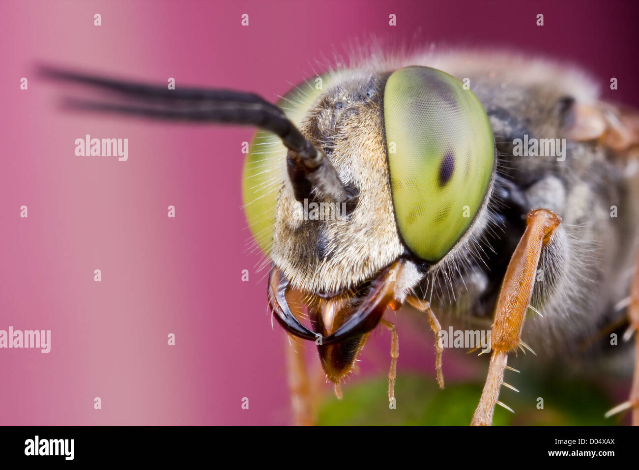 Portrait of a Larrinae wasp, family Crabronidae. Petaling Jaya, Malaysia Stock Photo
