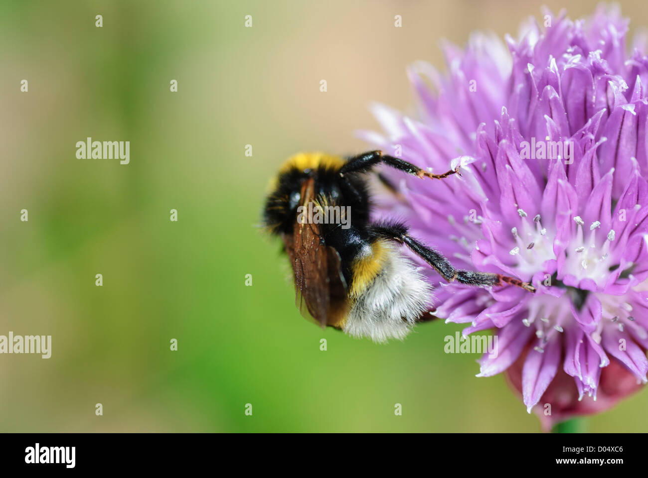 A Southern Cuckoo Bee, Bombus vestalis, feeding on Chives in a South Yorkshire Garden. Stock Photo