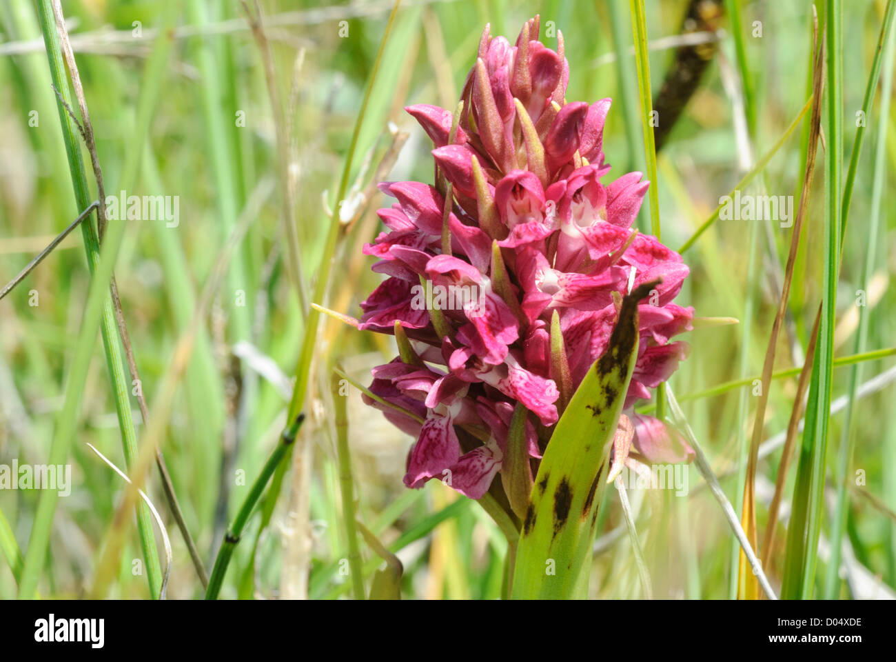 Early Marsh Orchid, Dactylorhiza incarnata subsp. coccinea, growing in a dune-slack at Kenfig Burrows NNR in South Wales Stock Photo