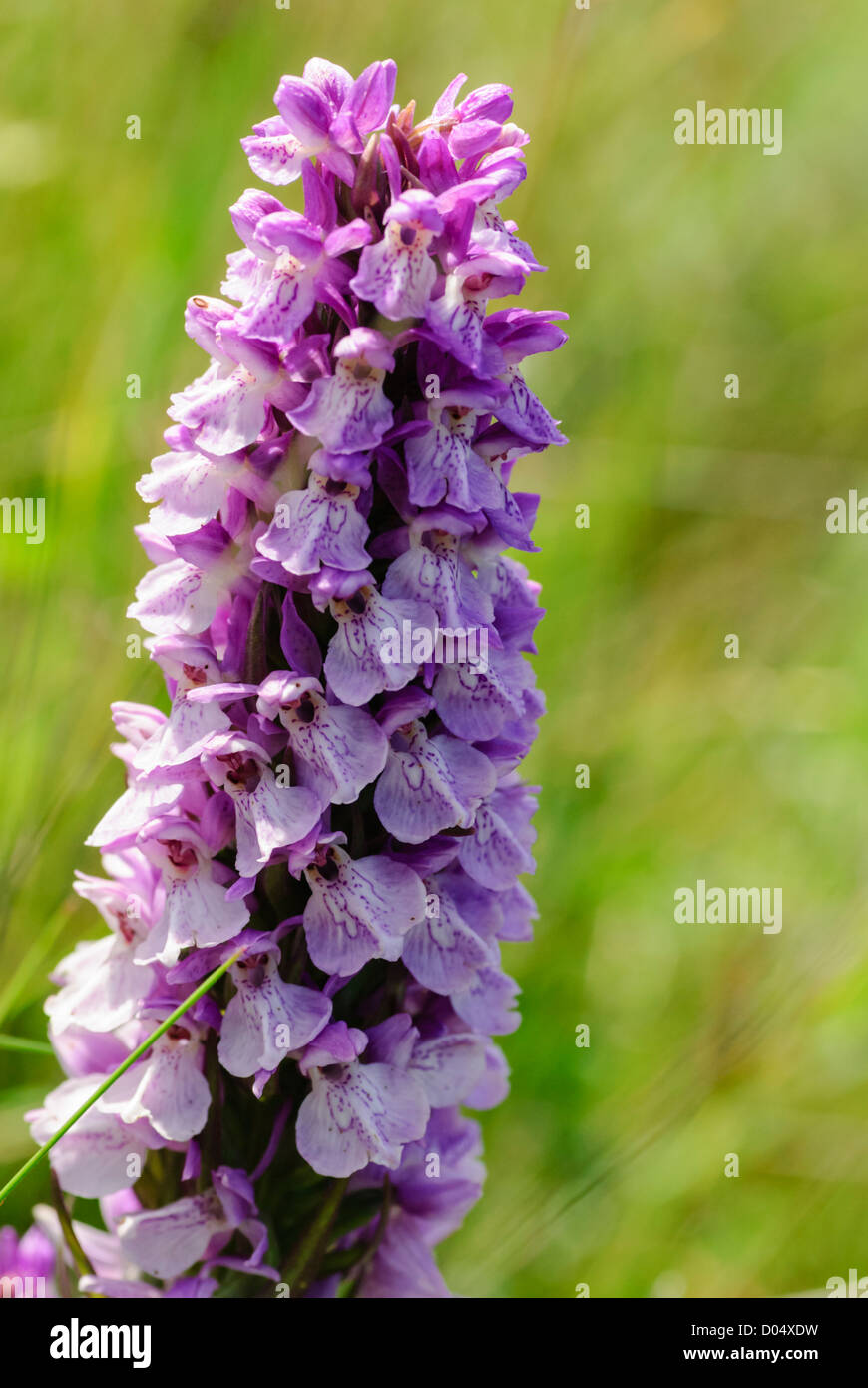 Southern Marsh Orchid, Dactylorhiza praetermissa, Tegeirian y Gors Deheulog in Welsh, at Kenfig Burrows. A possible hybrid. Stock Photo