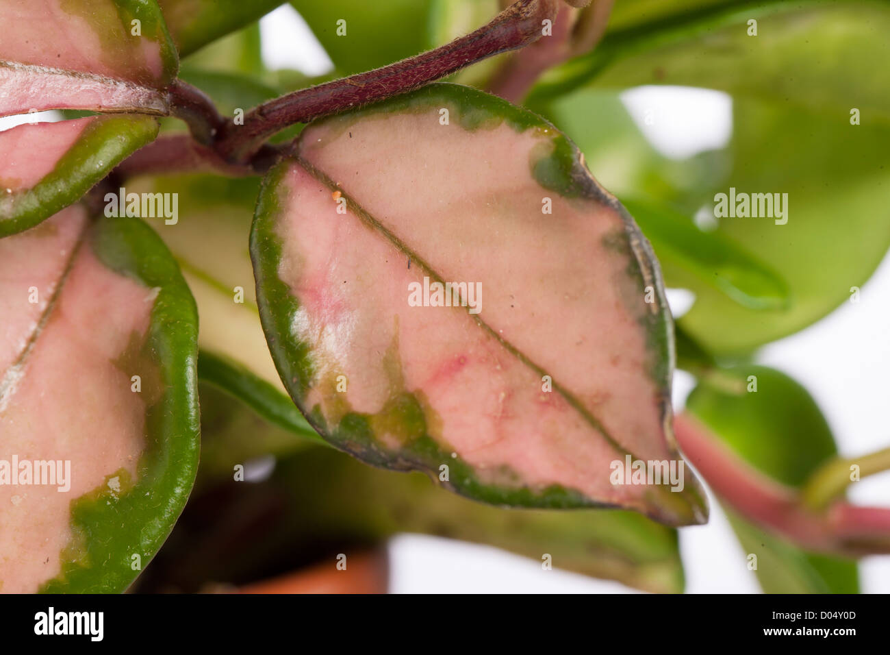 'Tricolor, Krimson Queen' Waxplant, Porslinsblomma (Hoya carnosa) Stock Photo