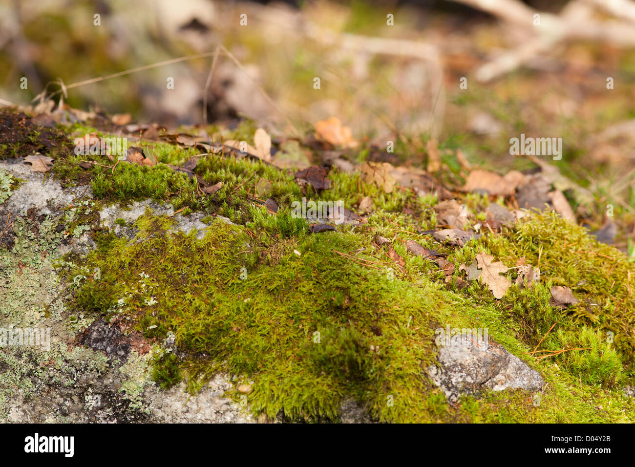 Mossy rock in late autumn, Sweden Stock Photo