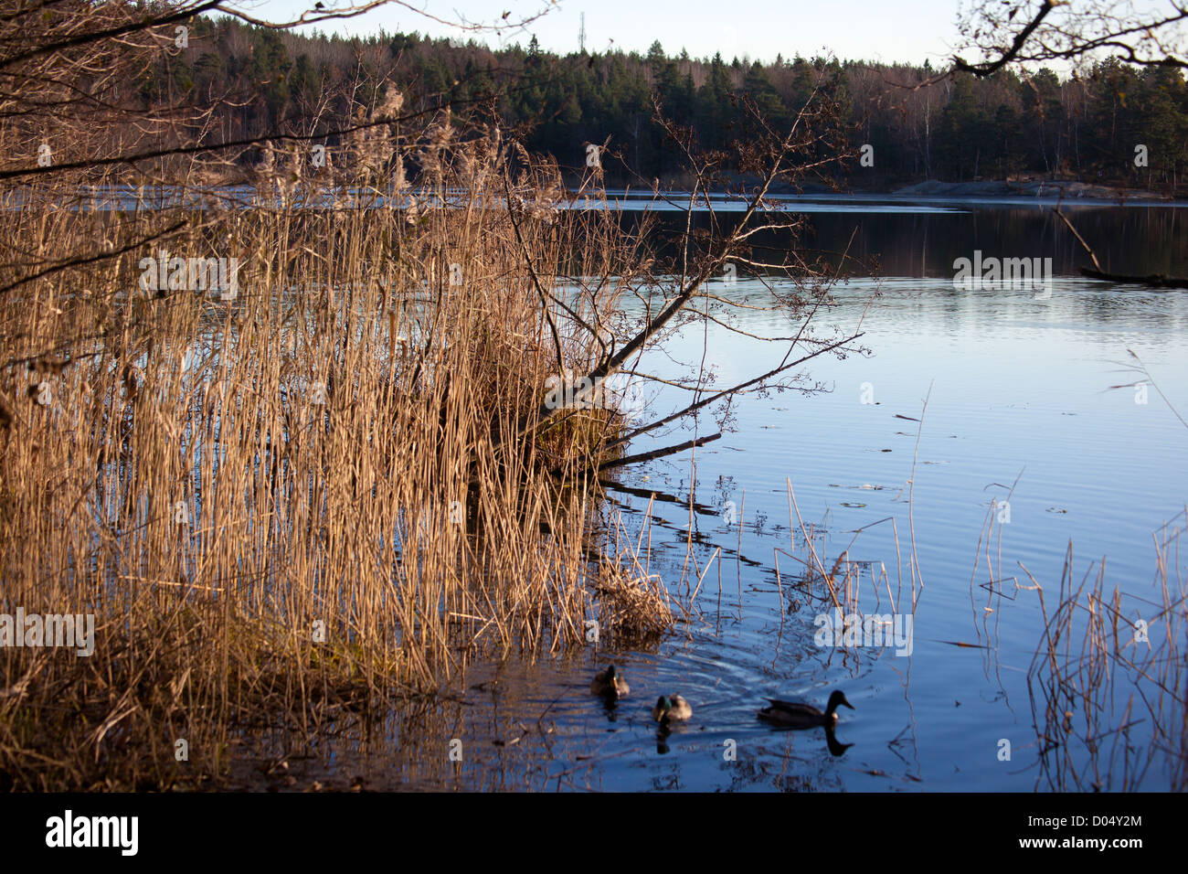 Kottlasjön, Kottla lake, Lidingö (Sweden) Stock Photo