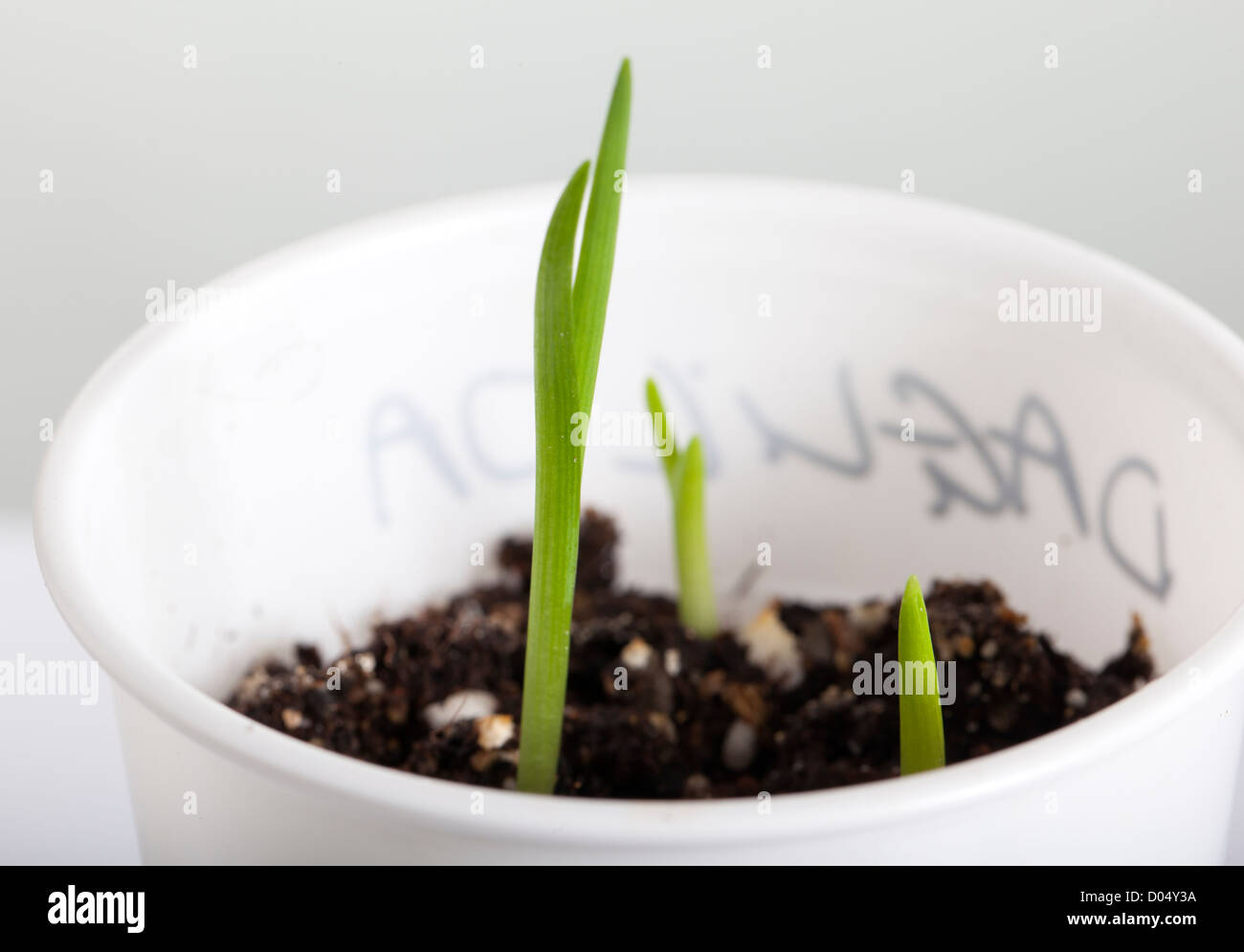 Daylily (Hemerocallis) seedlings Stock Photo