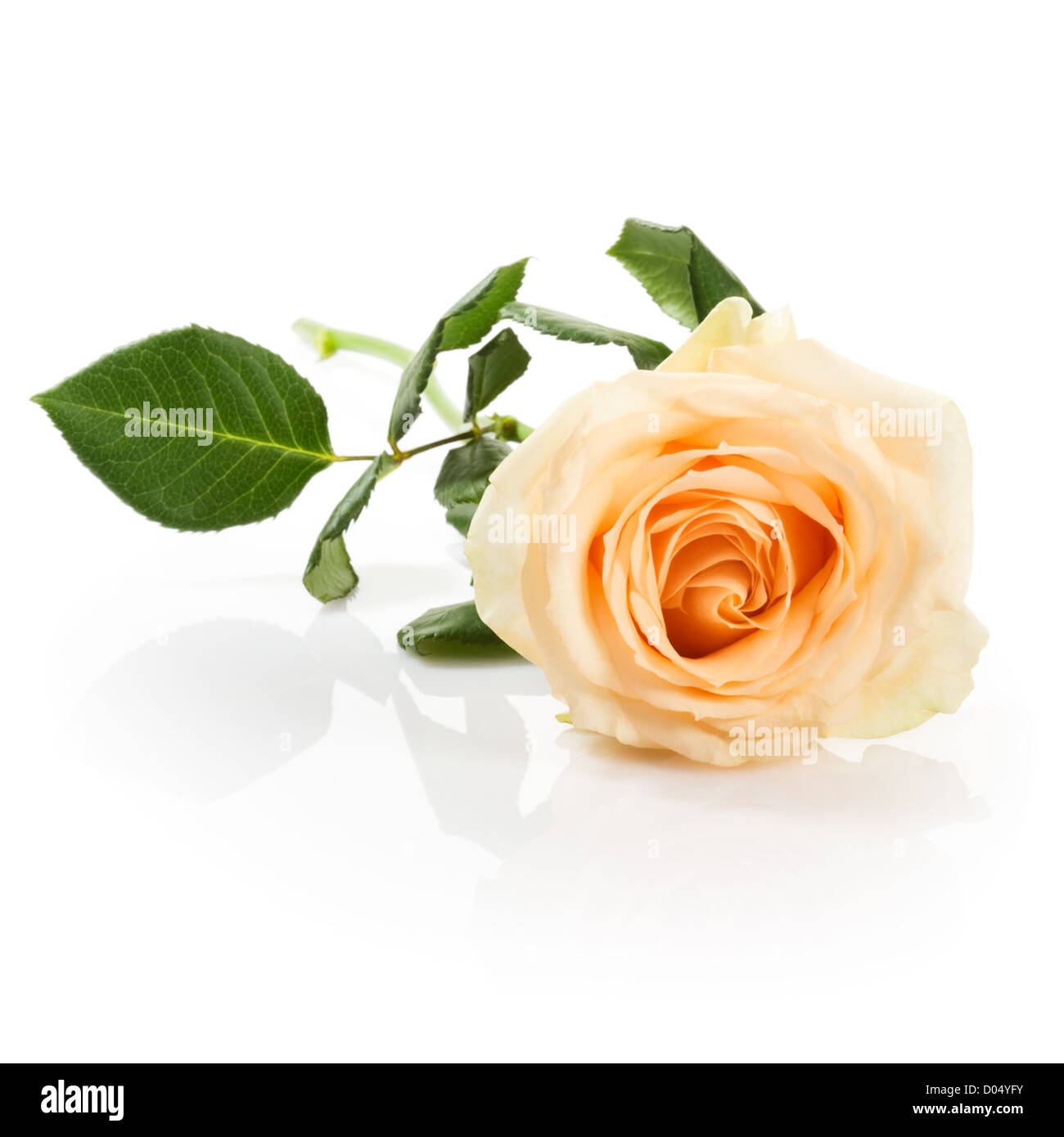 Single salmon-colored rose on white background Stock Photo - Alamy