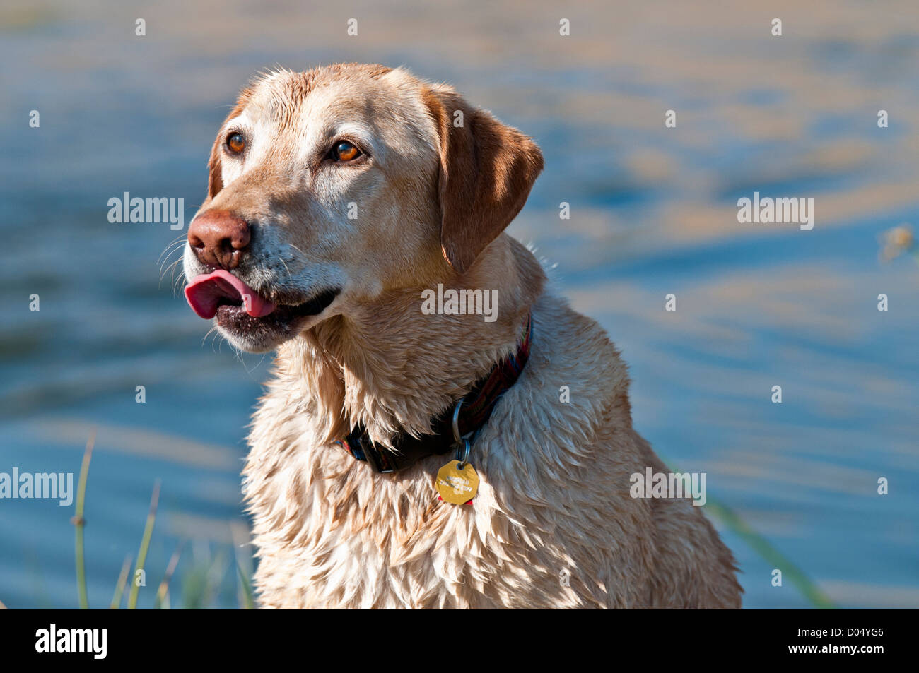 Yellow Labrador retriever sticking his tongue out Stock Photo Alamy