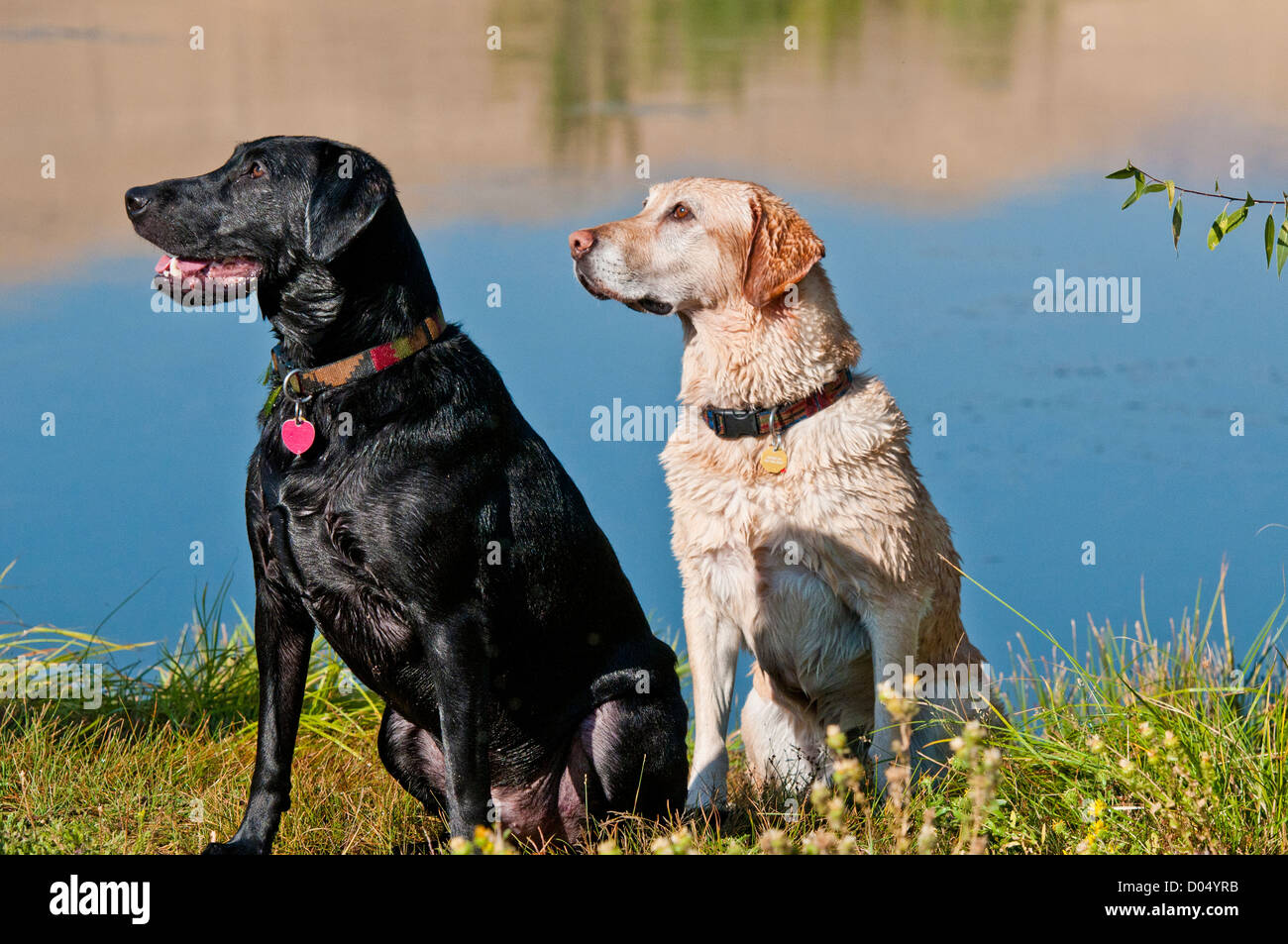 Black and yellow Labrador retrievers sitting by pond Stock Photo