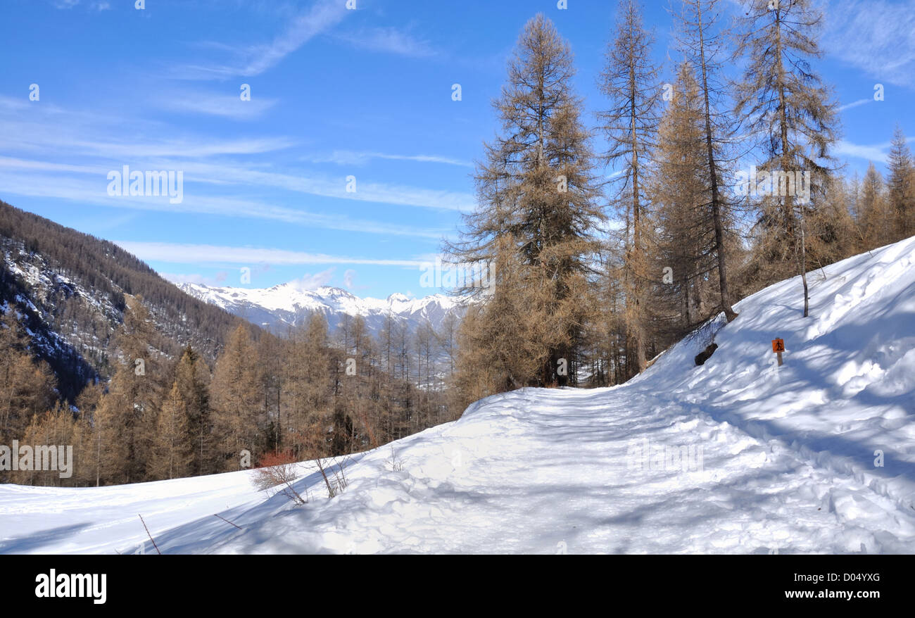 Larch tree forest snow hi-res stock photography and images - Alamy