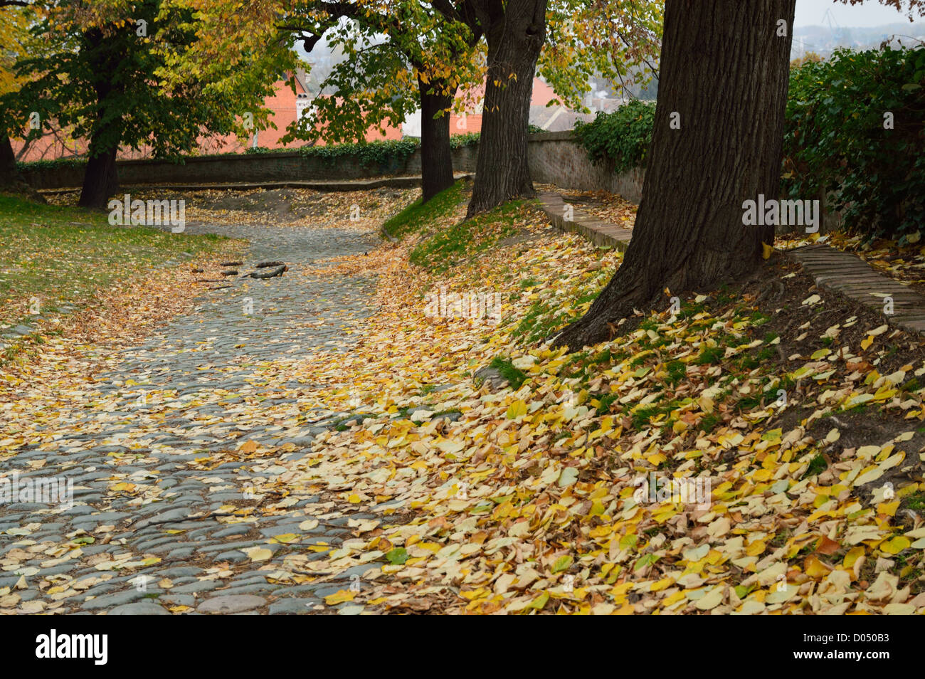 Walk Road Covered with Fall Maple Leaves Stock Photo - Alamy