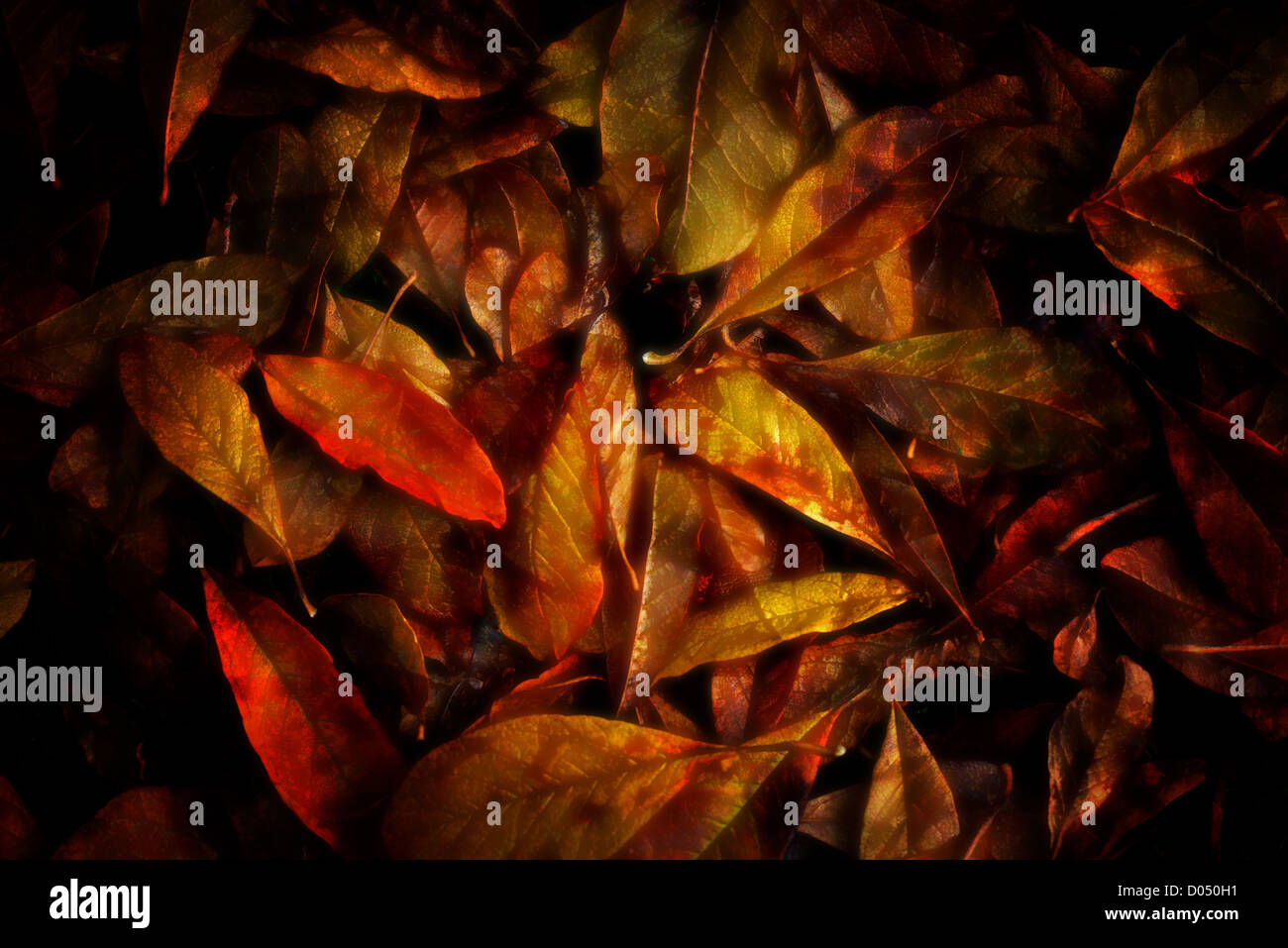 Autumn Leaves in a Creative Montage Image Stock Photo