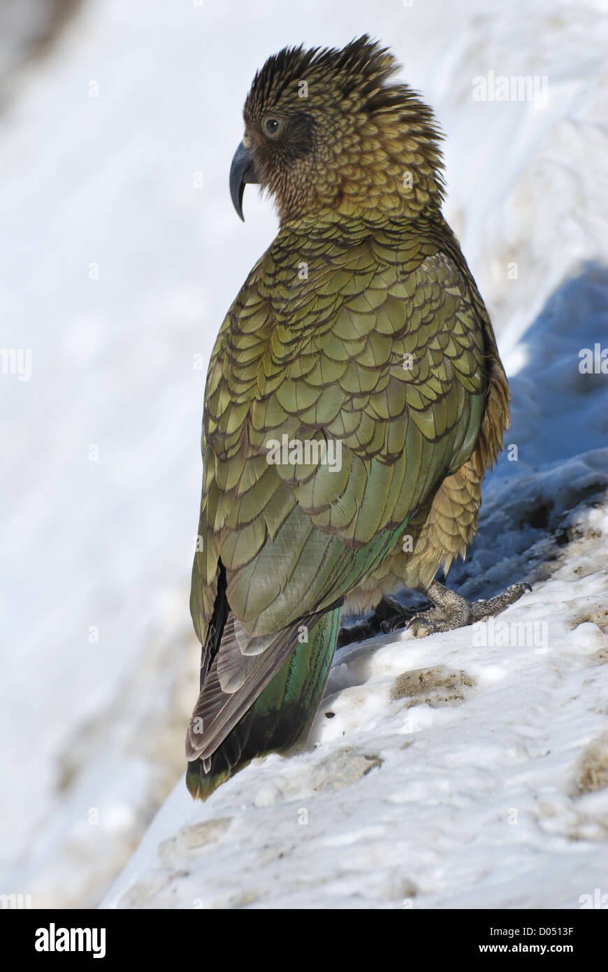 Kea at Franz Josef Glacier, New Zealand Stock Photo