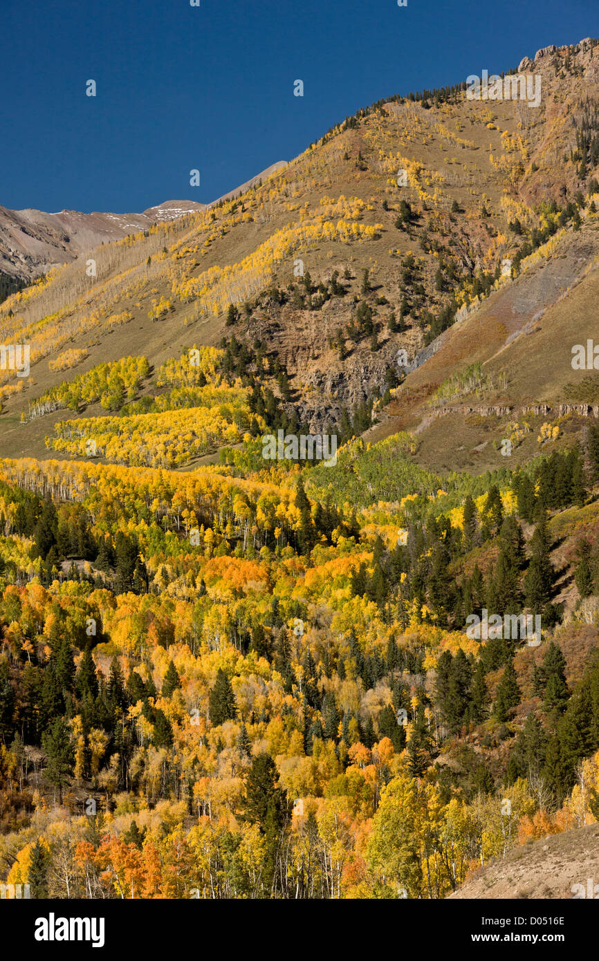 Aspen and Spruce forests in autumn, looking up towards Mount Sneffels Wilderness, above Telluride, San Juan Mountains, Colorado Stock Photo