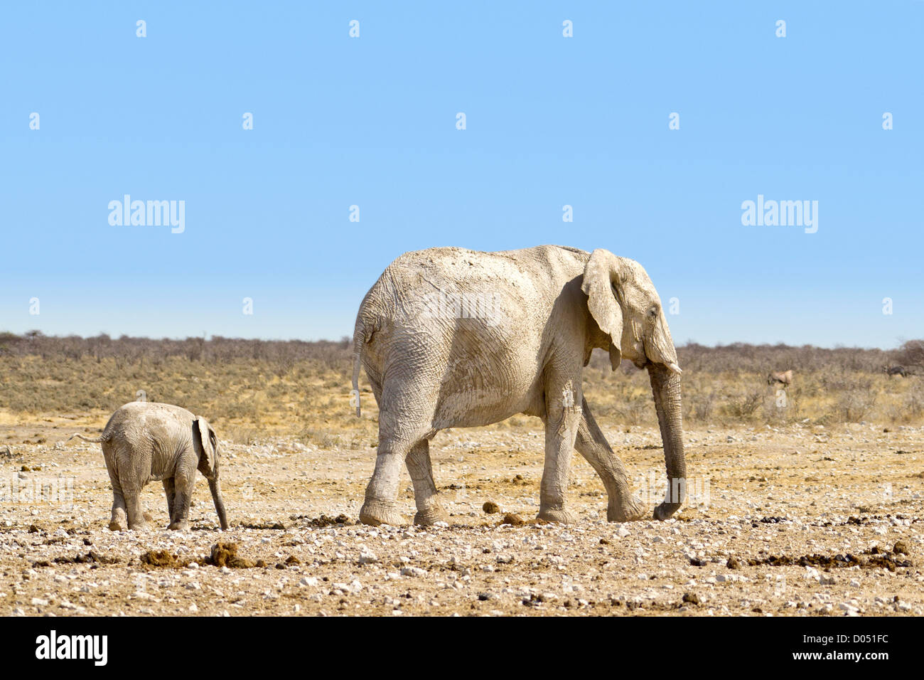 Walking elephant with baby elephant Stock Photo