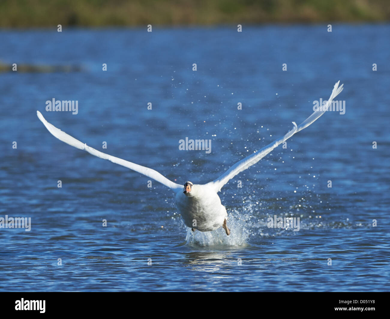 Mute Swan in flight Stock Photo Alamy