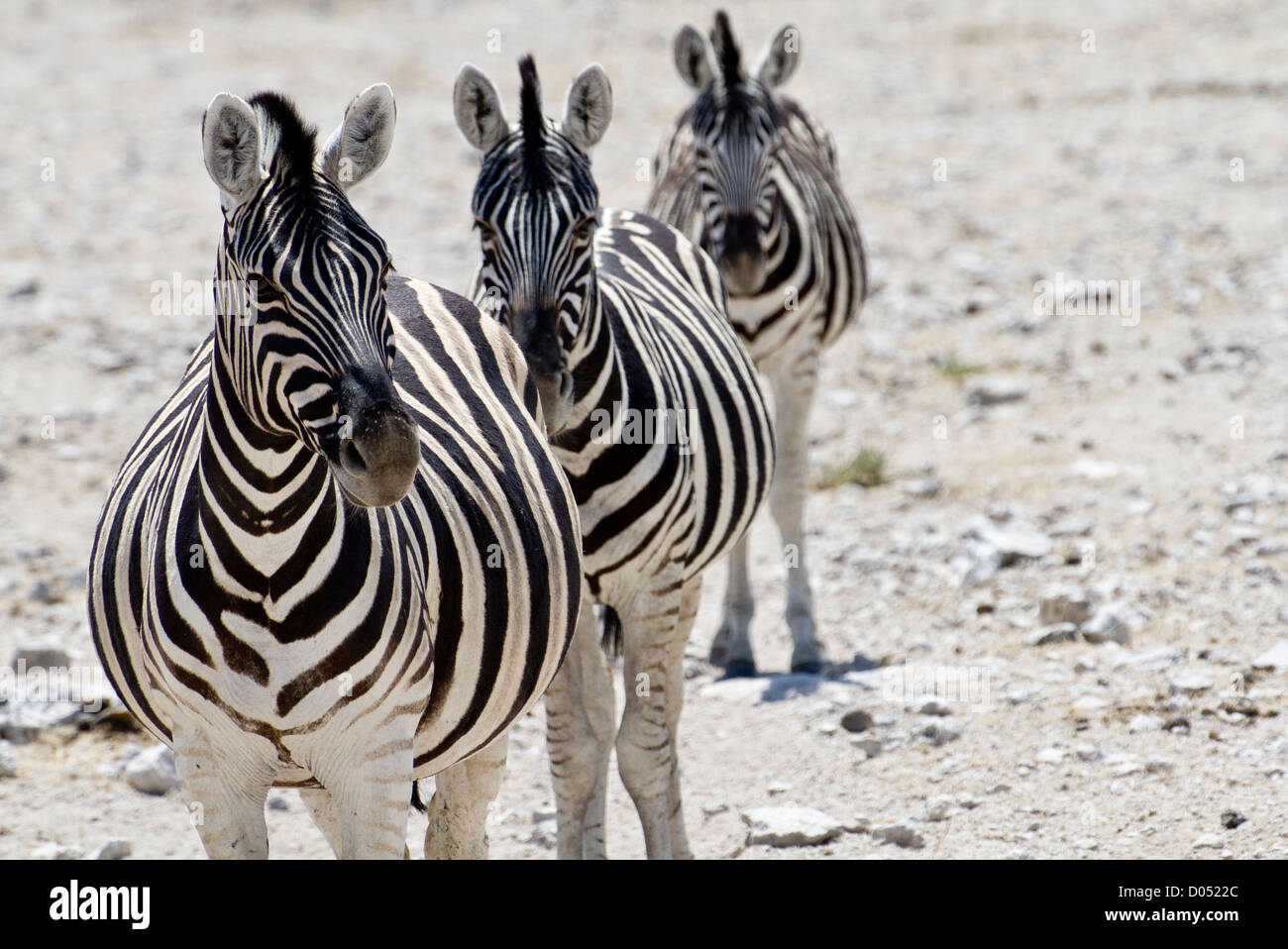 Three zebras one after another looking attentive Stock Photo