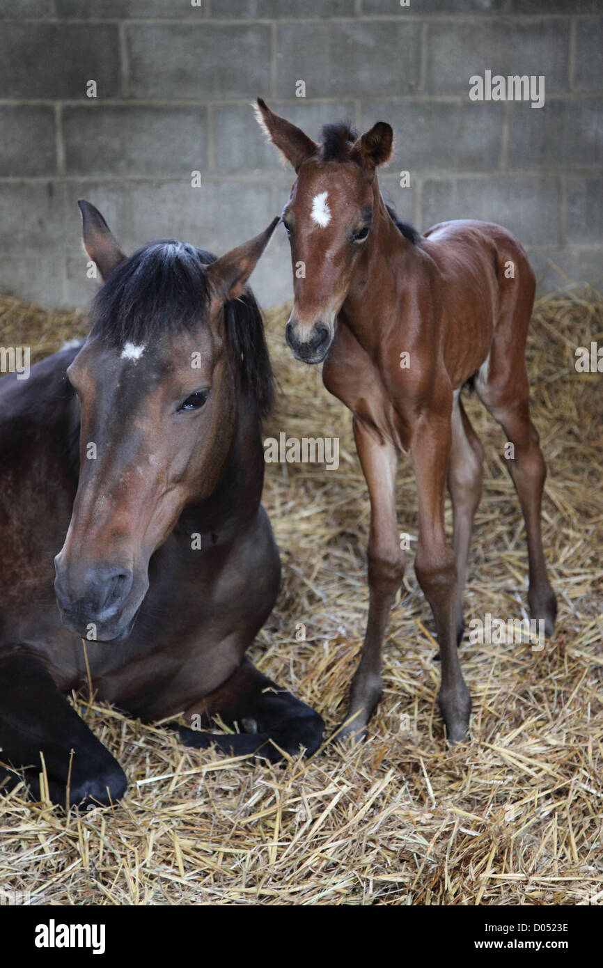 mare and new born foal  with white star on forehead a few days old in a stable Stock Photo