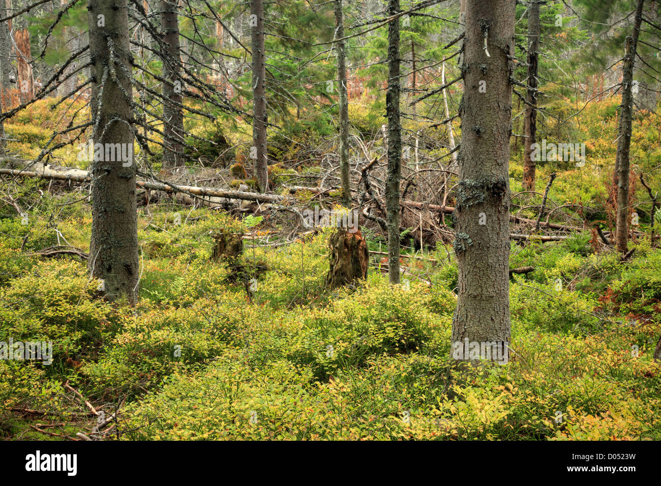 Pine forest in the Tatras Mountain region of Slovakia Stock Photo