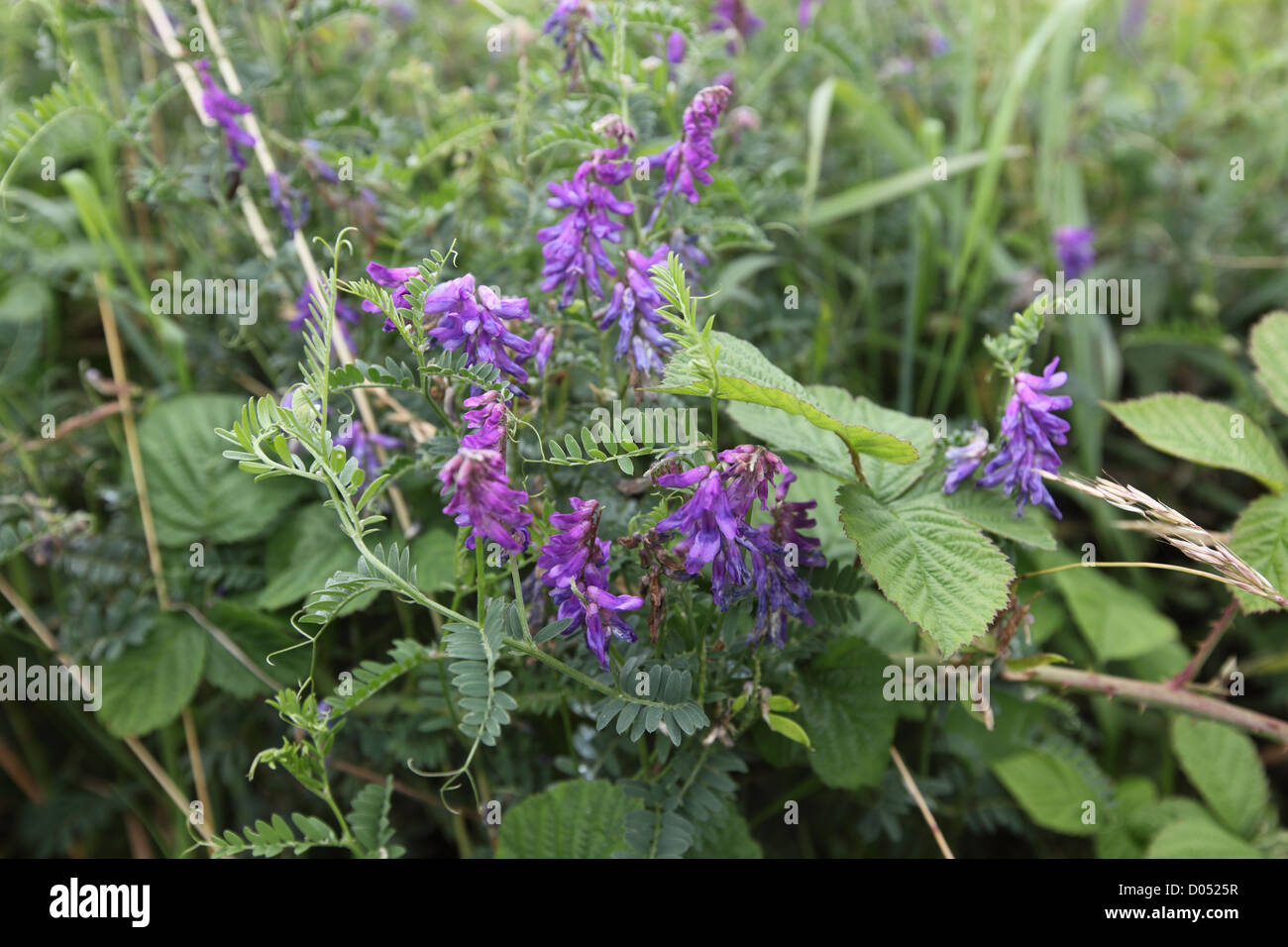 Common Vetch, a member of the pea family (legumes), Common Vetch is able to make its own nitrates Stock Photo