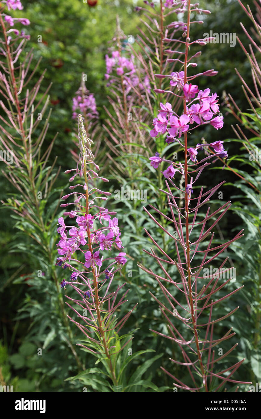 pink willow herbs seen growing in late summer in east Yorkshire next to the canal Stock Photo
