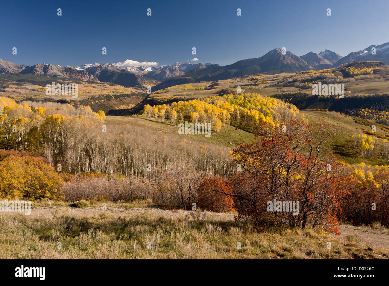 Aspen forests and pasture in autumn, on Wilson Mesa with the high San Juan mountains beyond. Colorado, USA Stock Photo