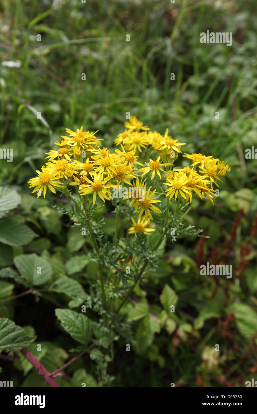 ragwort, a highly poisonous plant found throughout the united kingdom as a result of weak government agricultural policy Stock Photo