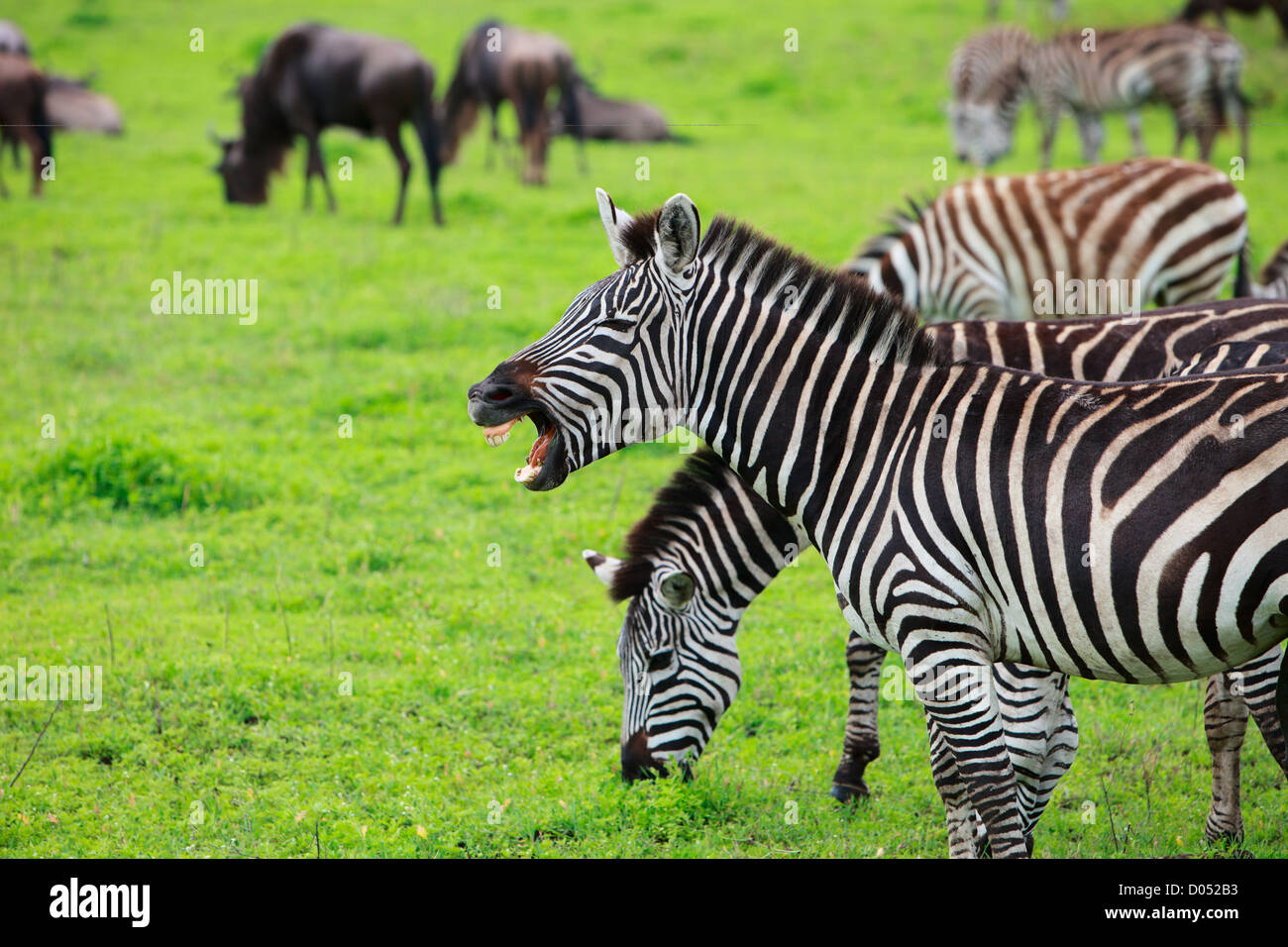 Zebra showing teeth Stock Photo - Alamy