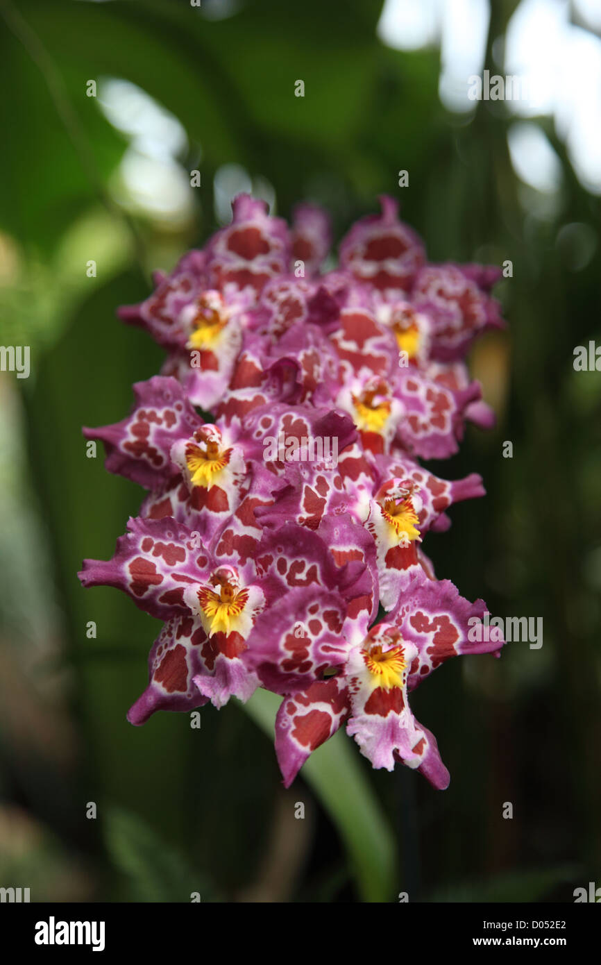 purple and yellow hybrid orchid photographed in the glasshouses of the Eric Young Foundation located at Trinity in Jersey Stock Photo