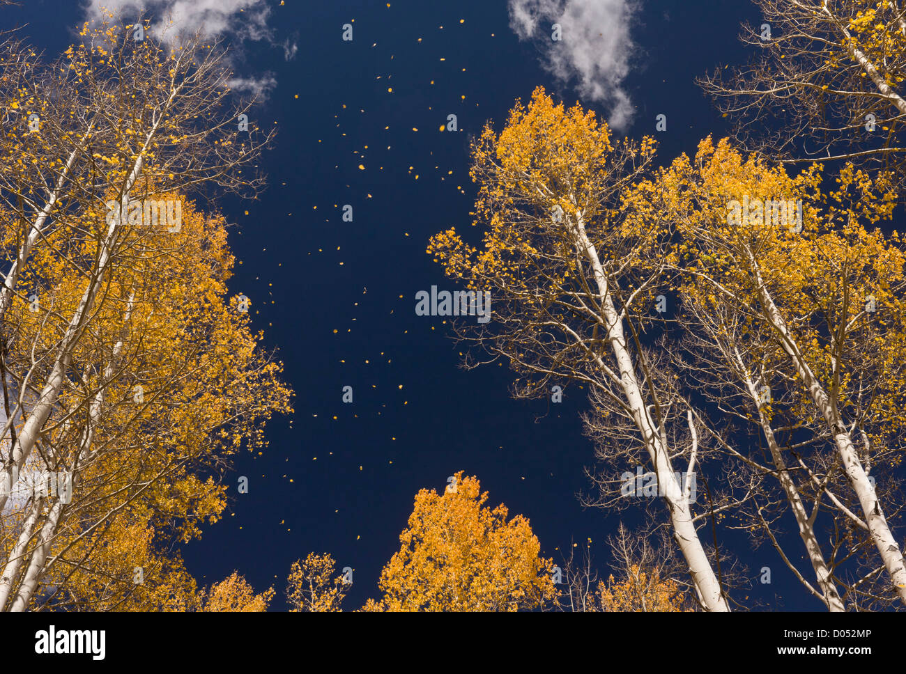 Leaves falling in autumn (fall), from Aspen trees (Populus tremuloides) in the San Juan Mountains, Colorado, USA Stock Photo