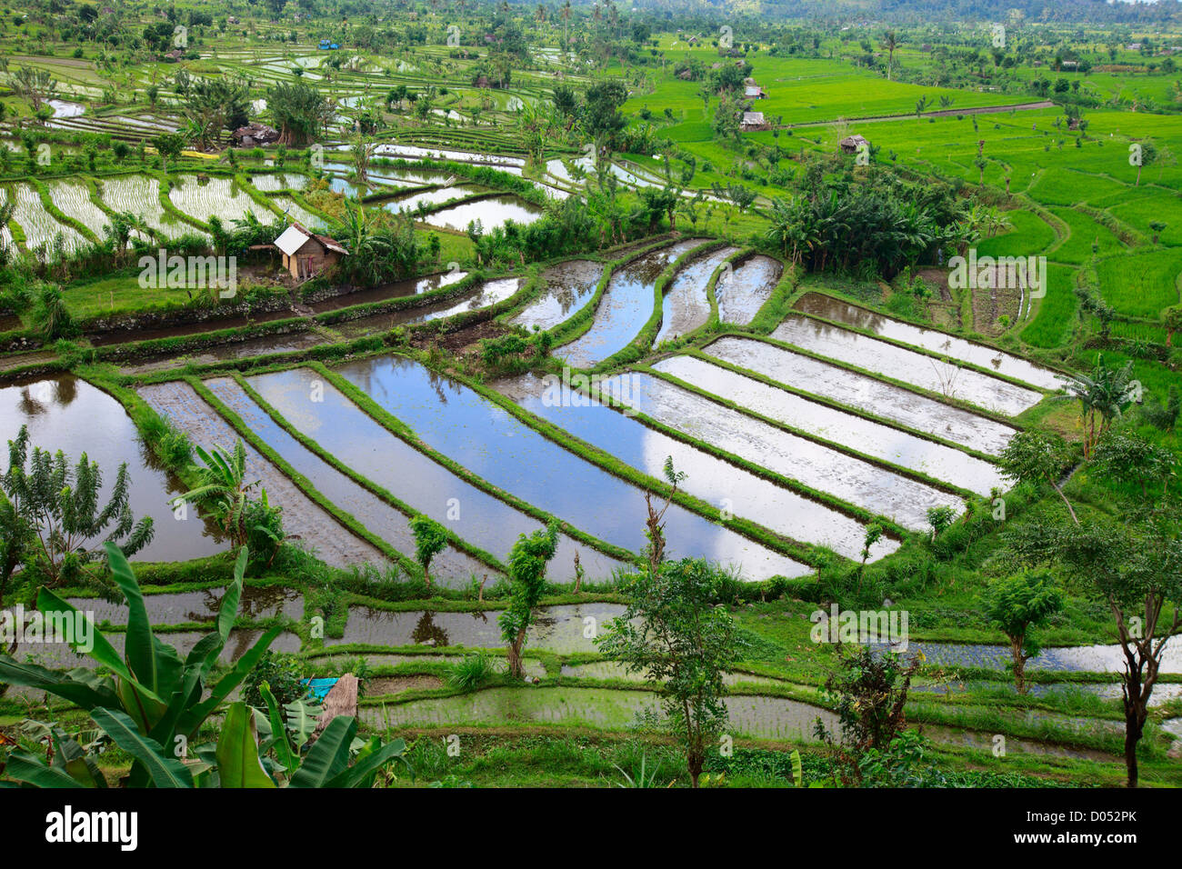 Rice field in Bali Stock Photo - Alamy