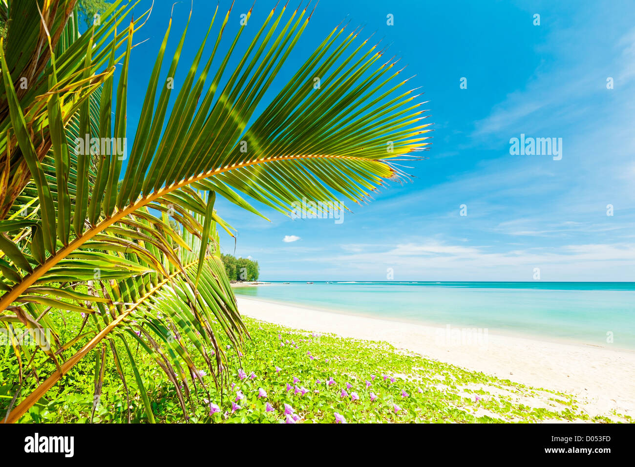 Tropical flowers beach hi-res stock photography and images - Alamy