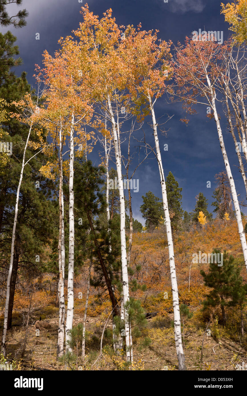 Aspen trees, Populus tremuloides, fall colour, Utah, USA. Stock Photo