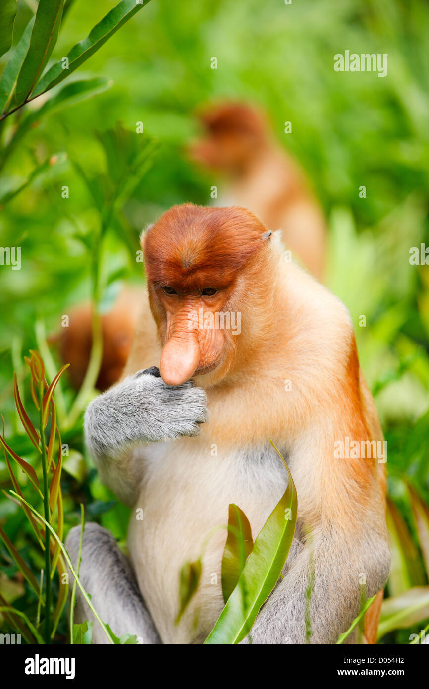Proboscis monkeys hires stock photography and