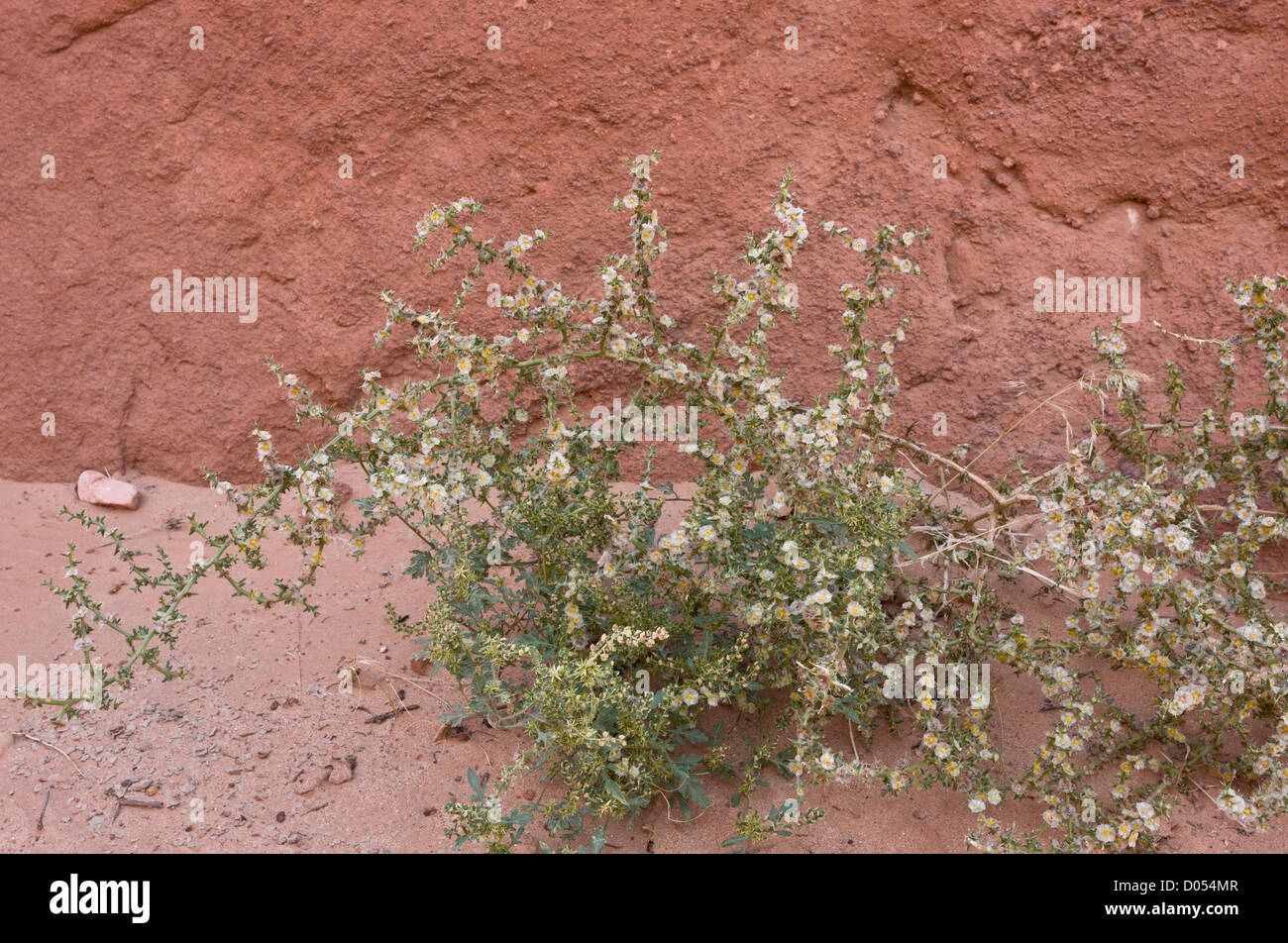 Tumbleweed, prickly Russian thistle, or Russian thistle, Kali tragus = Salsola tragus, Utah, USA Stock Photo