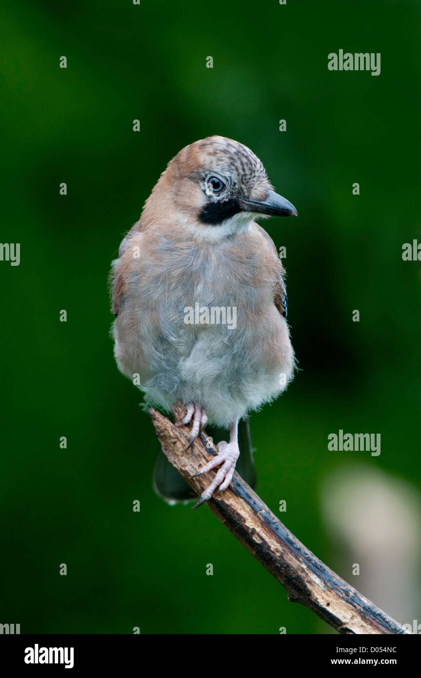 A young Jay (Garrulus glandarius) pauses briefly whilst searching for food Stock Photo