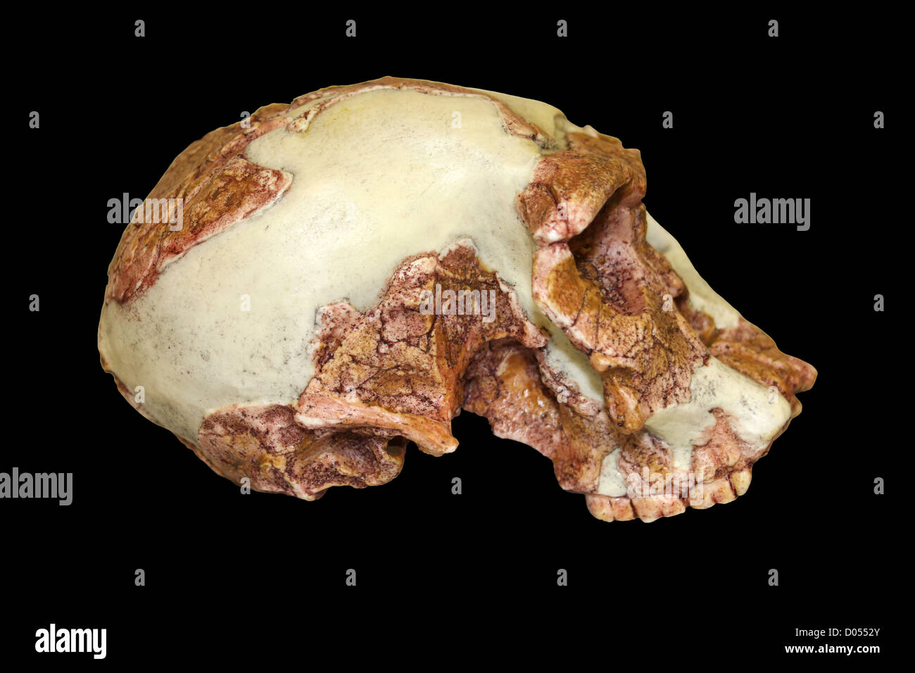 Side View Of Homo habilis Skull Stock Photo