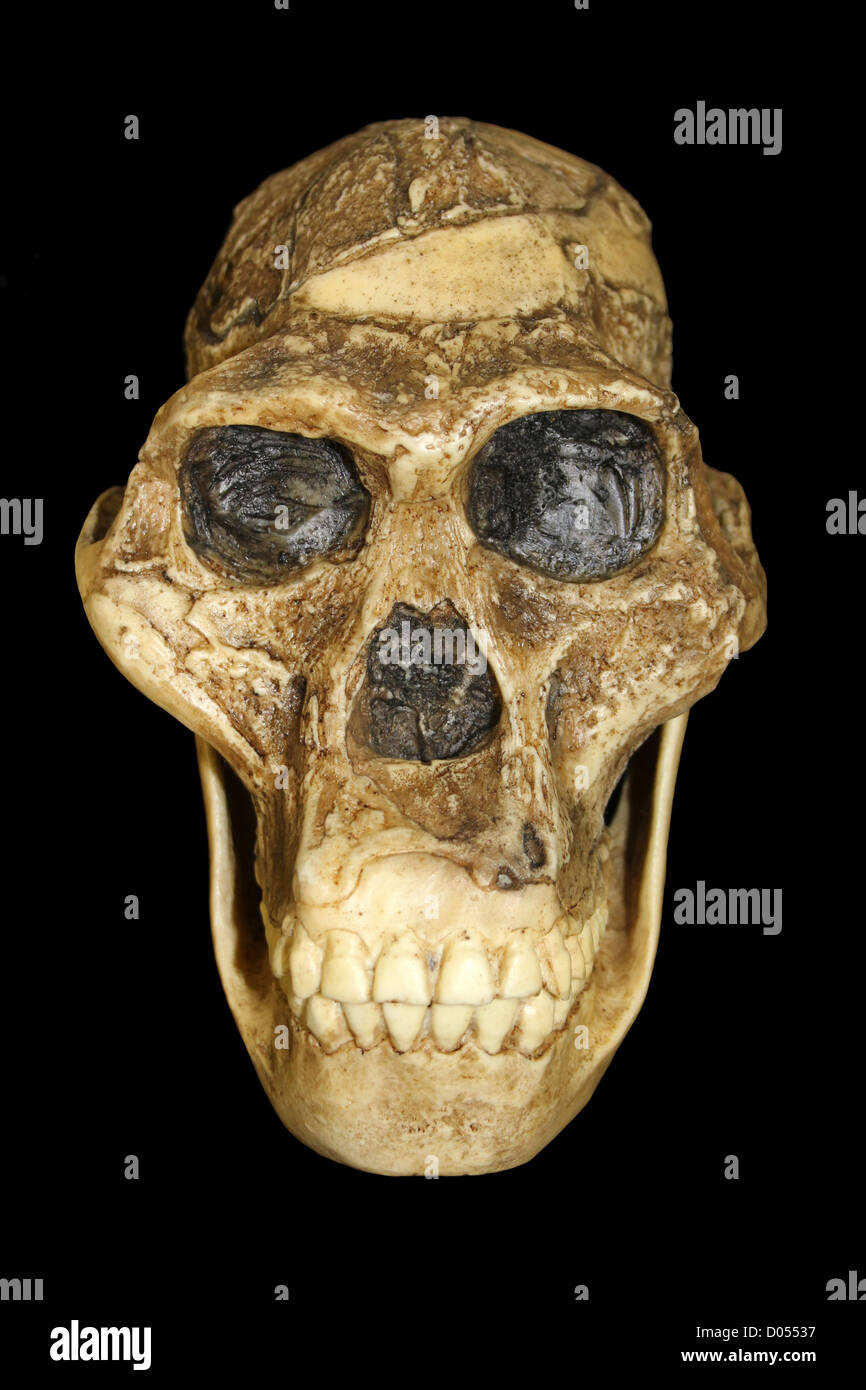 Australopithecus africanus Skull Sts 5 'Mrs. Ples' Stock Photo