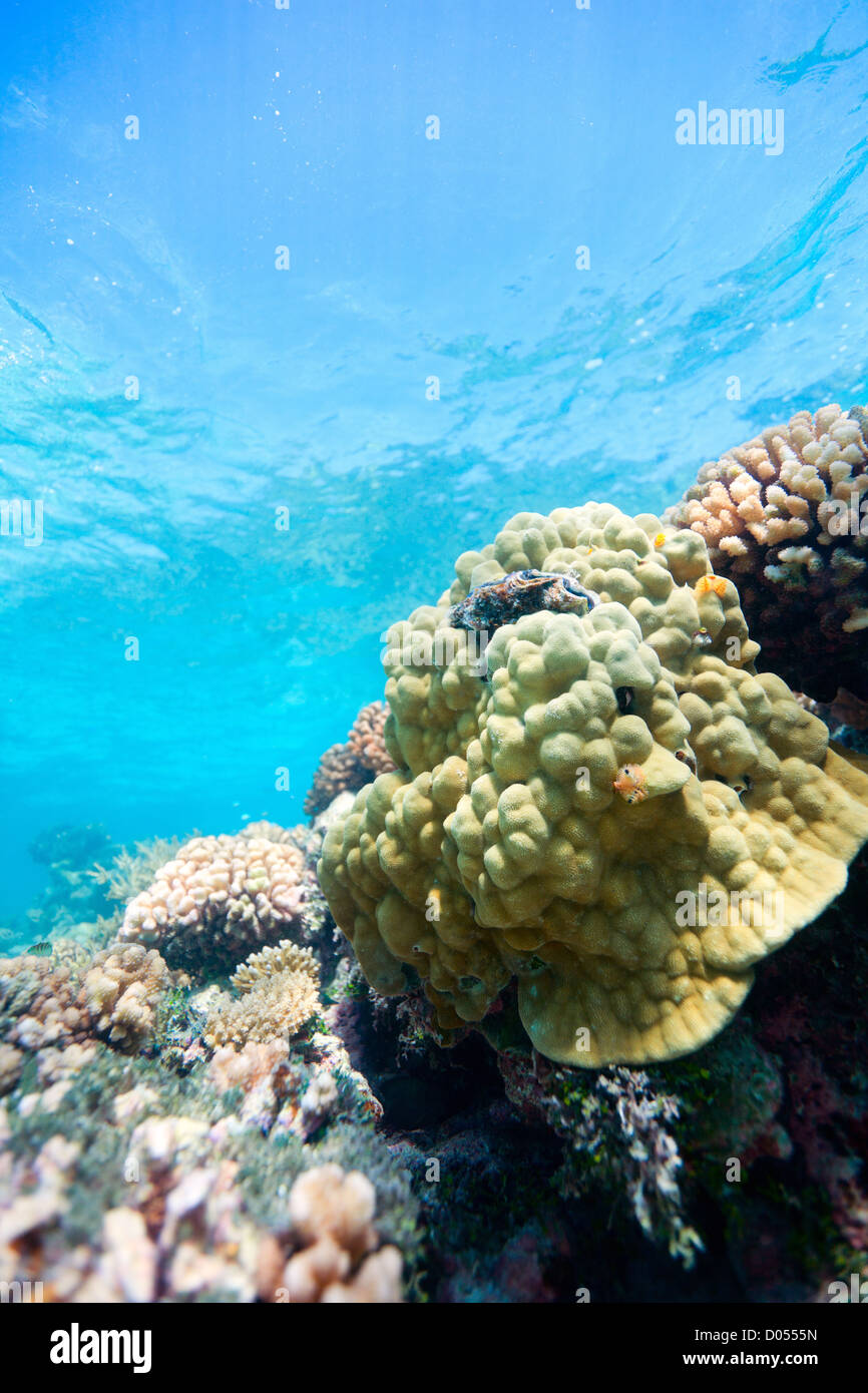 Coral reef Stock Photo