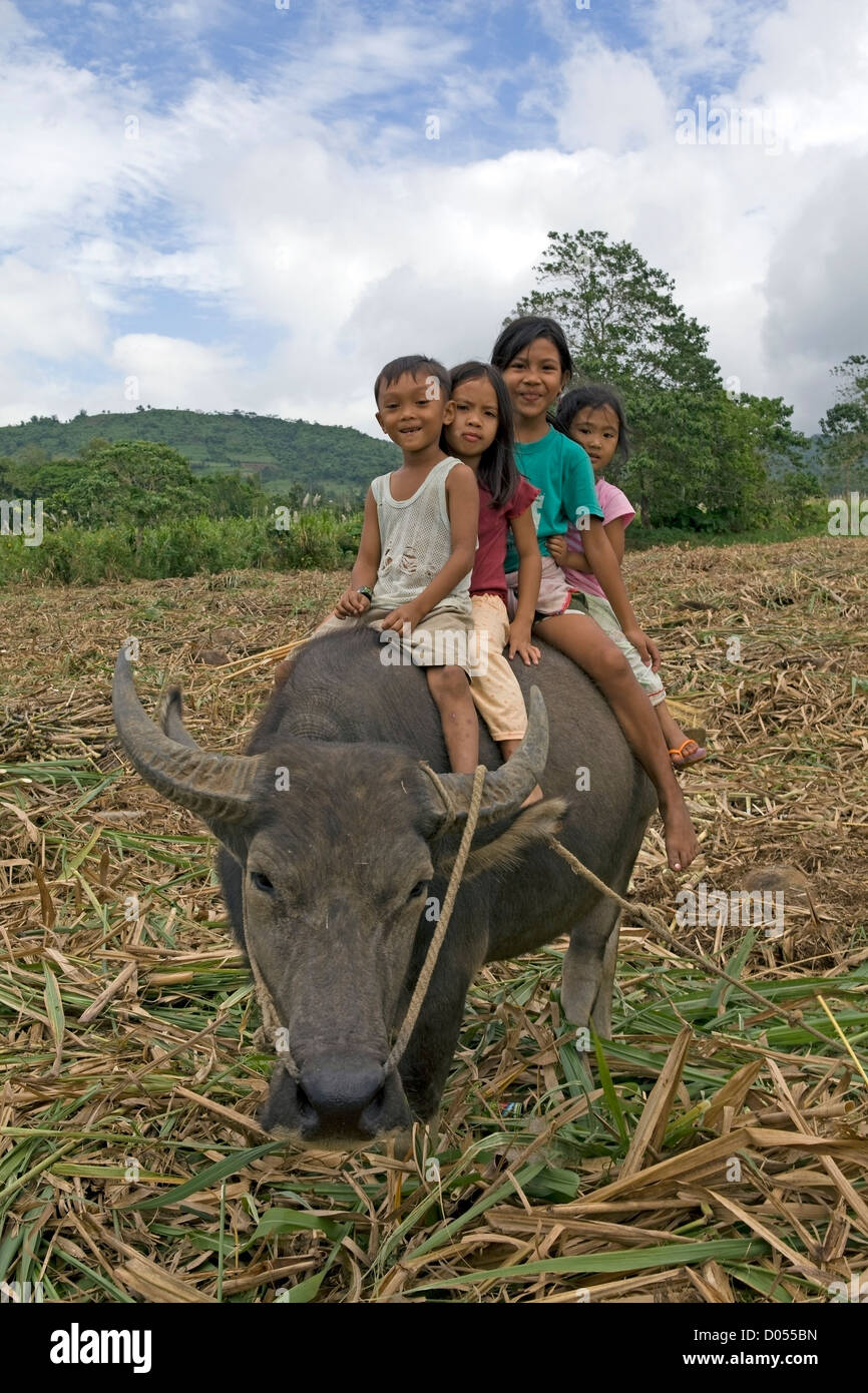 Four Filipino children ride on the back of a water buffalo, carabao, in a sugarcane field on Negros Occidental Island, Philippines. Stock Photo