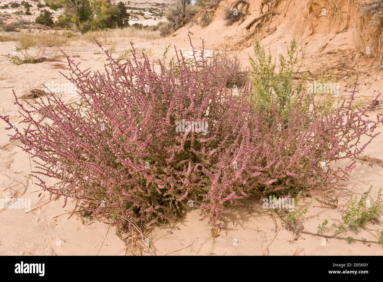 Tumbleweed, prickly Russian thistle, or Russian thistle, Kali tragus = Salsola tragus, Utah, USA Stock Photo