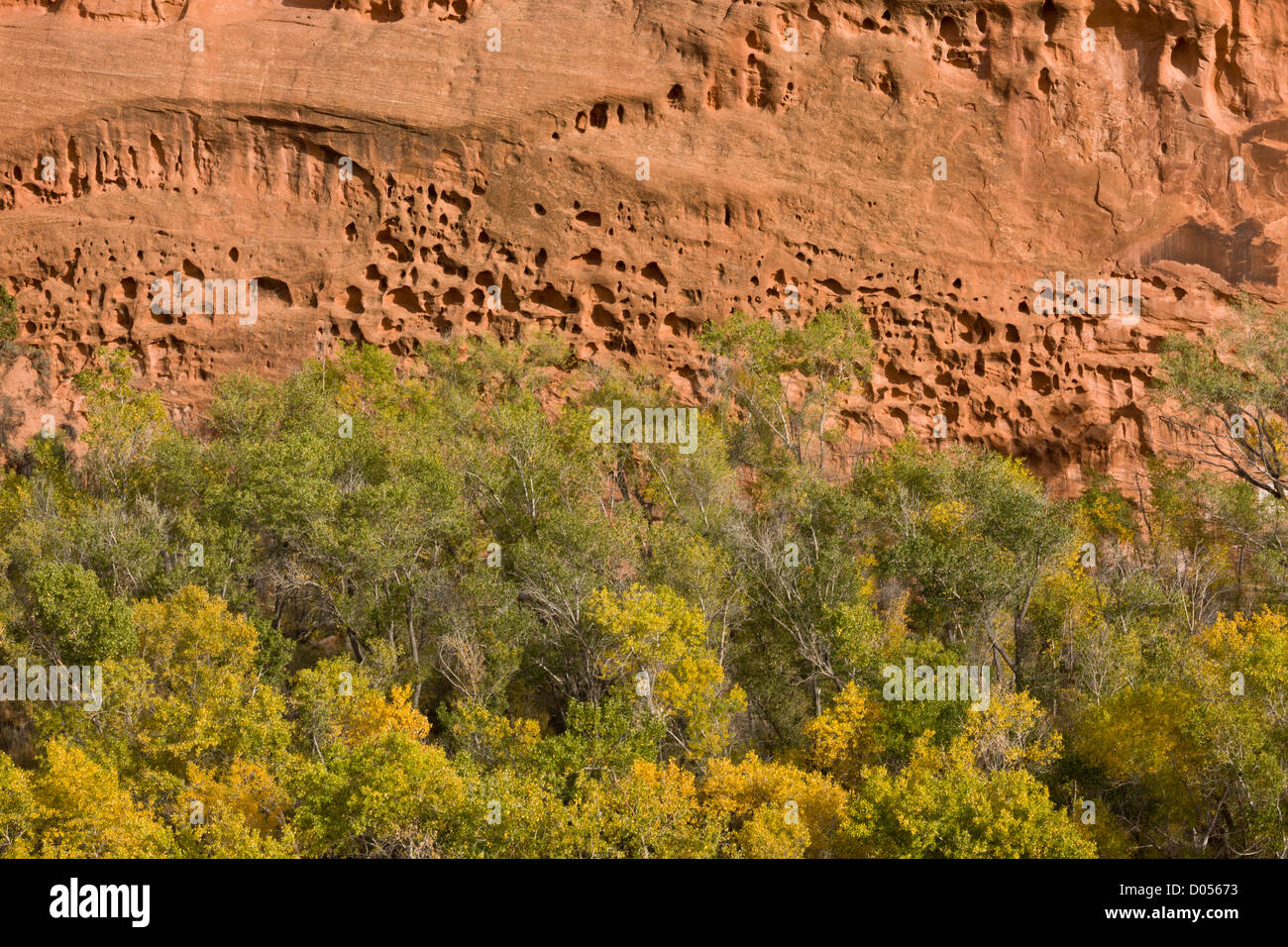 'Swiss Cheese' erosion in Red Wingate sandstone, Long Canyon, near Boulder, Grand Staircase-Escalante National Monument, Utah Stock Photo