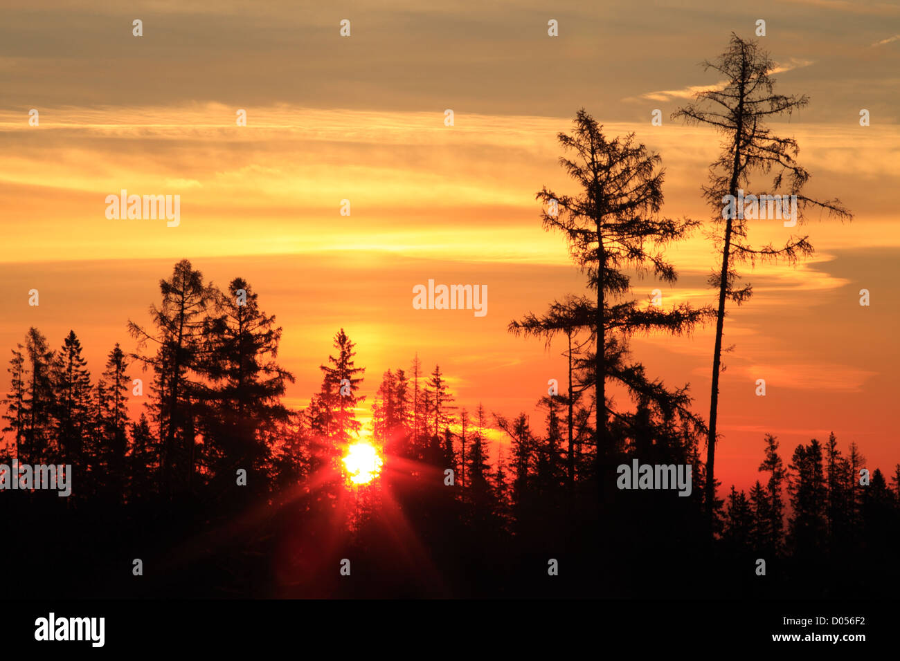 Sunrise and pine tree silhouettes in the Tatras Mountain region of Slovakia Stock Photo