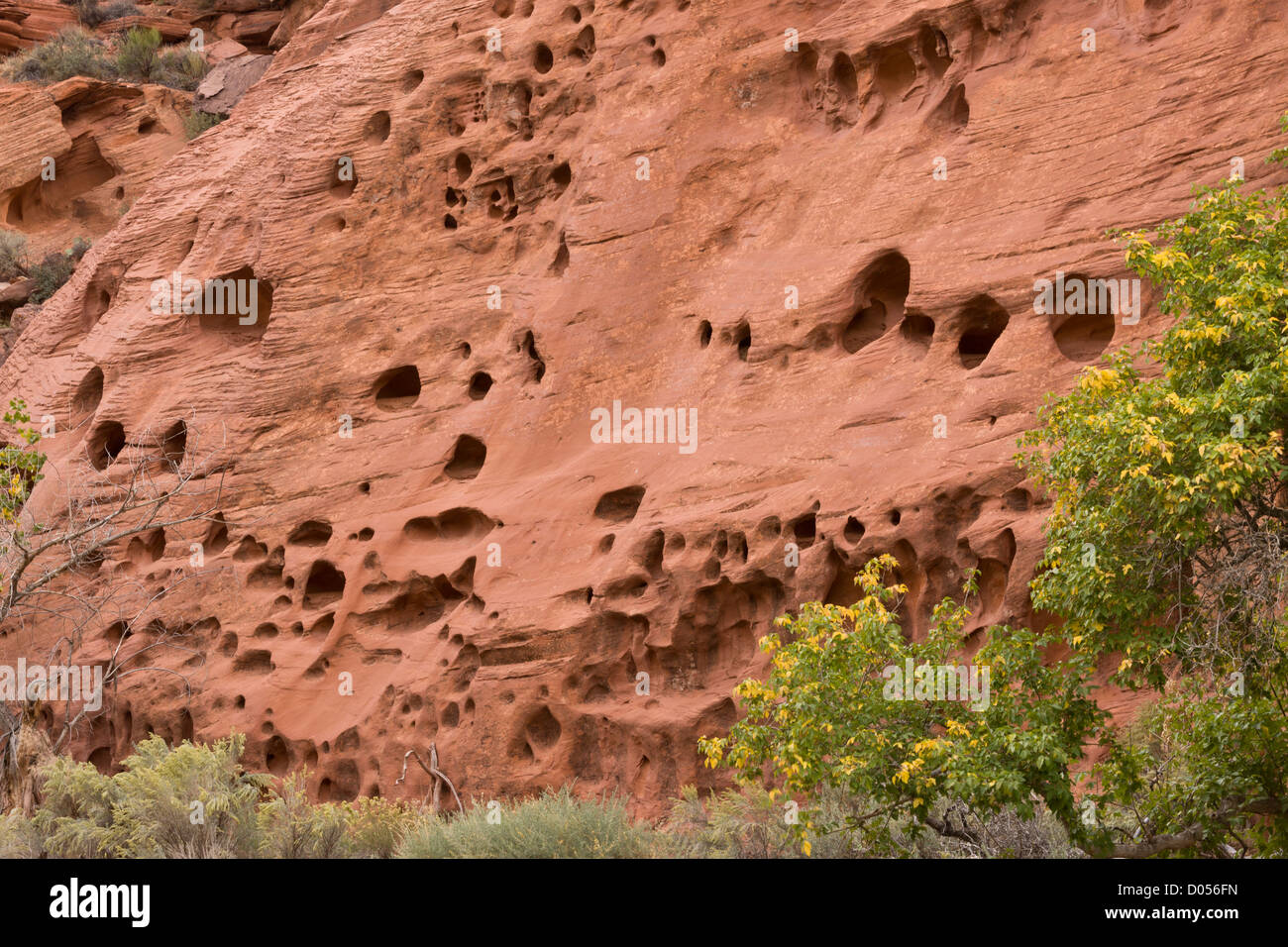 "Swiss Cheese" erosion in Red Wingate sandstone, Long Canyon, near
