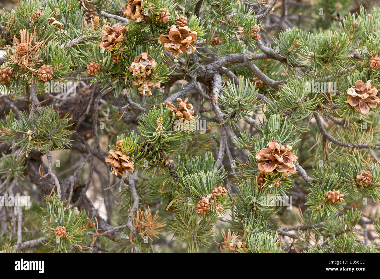 Cones and foliage of Pinyon Pine, Pinus edulis, Utah, USA Stock Photo