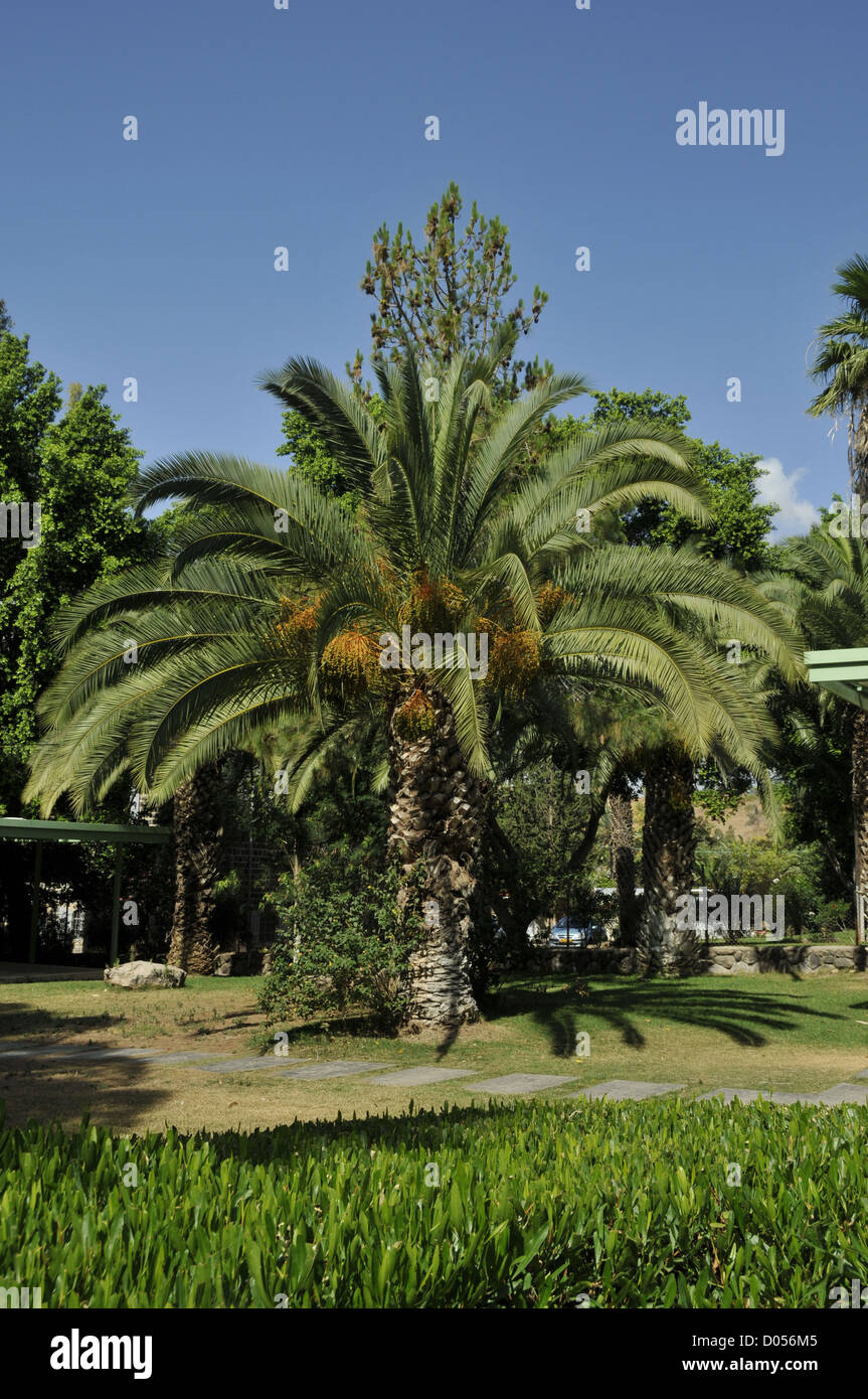 palm tree in jerusalem Stock Photo Alamy