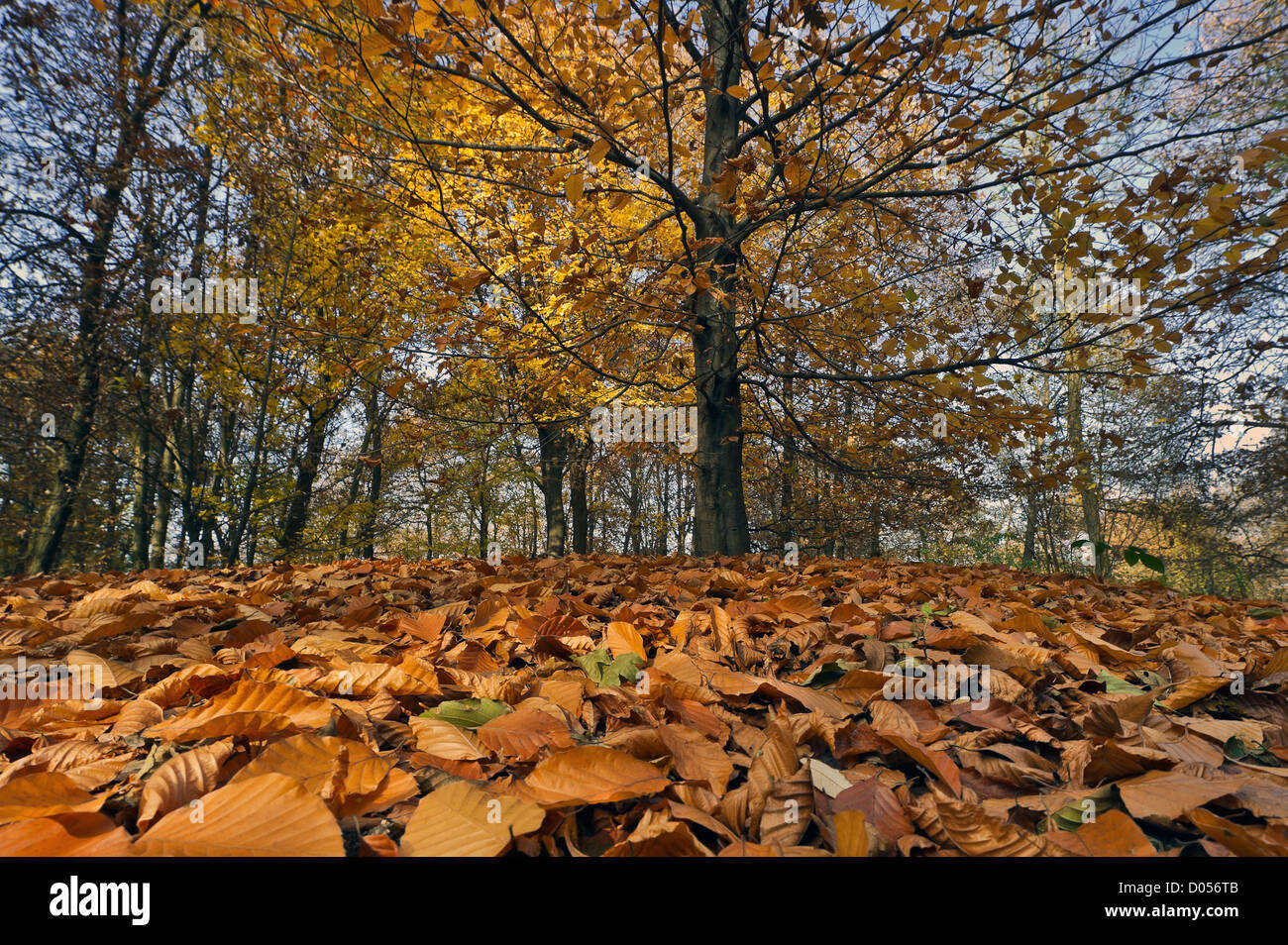 a leaves carpet in the Maddalena urban park, Turin, Piedmont, Italy