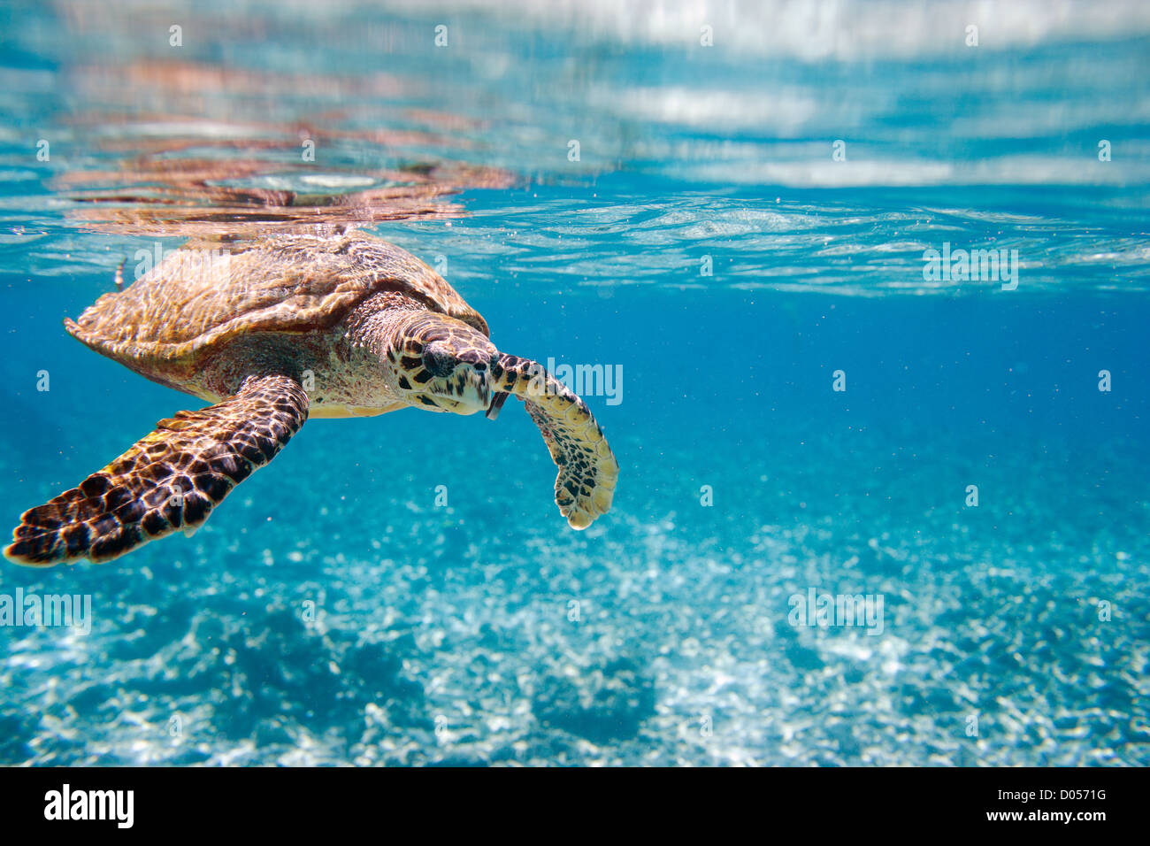 Hawksbill sea turtle Stock Photo